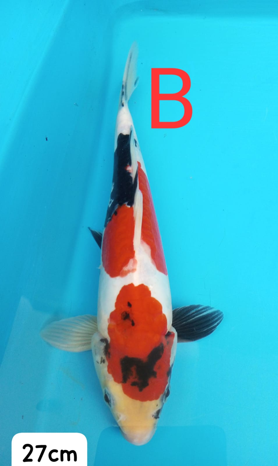 DOITSUSHOWA IKAN DI SEMARANG 27cm