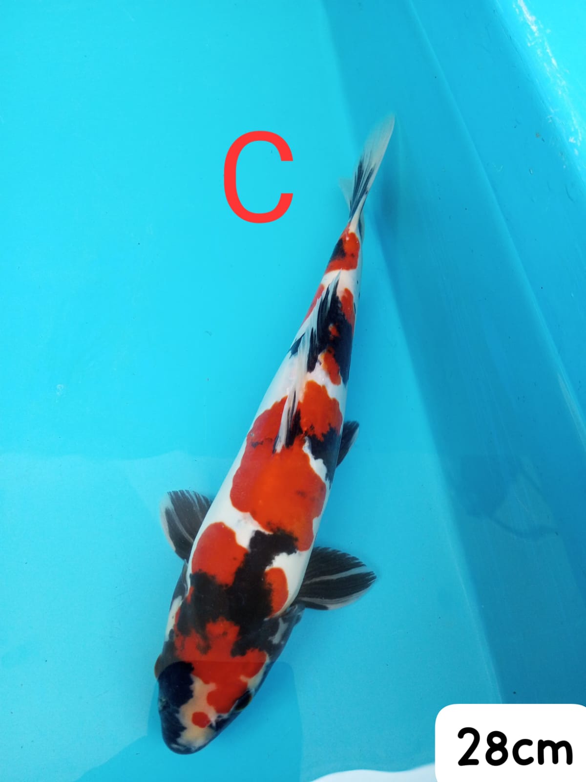 DOITSUSHOWA IKAN DI SEMARANG 28cm
