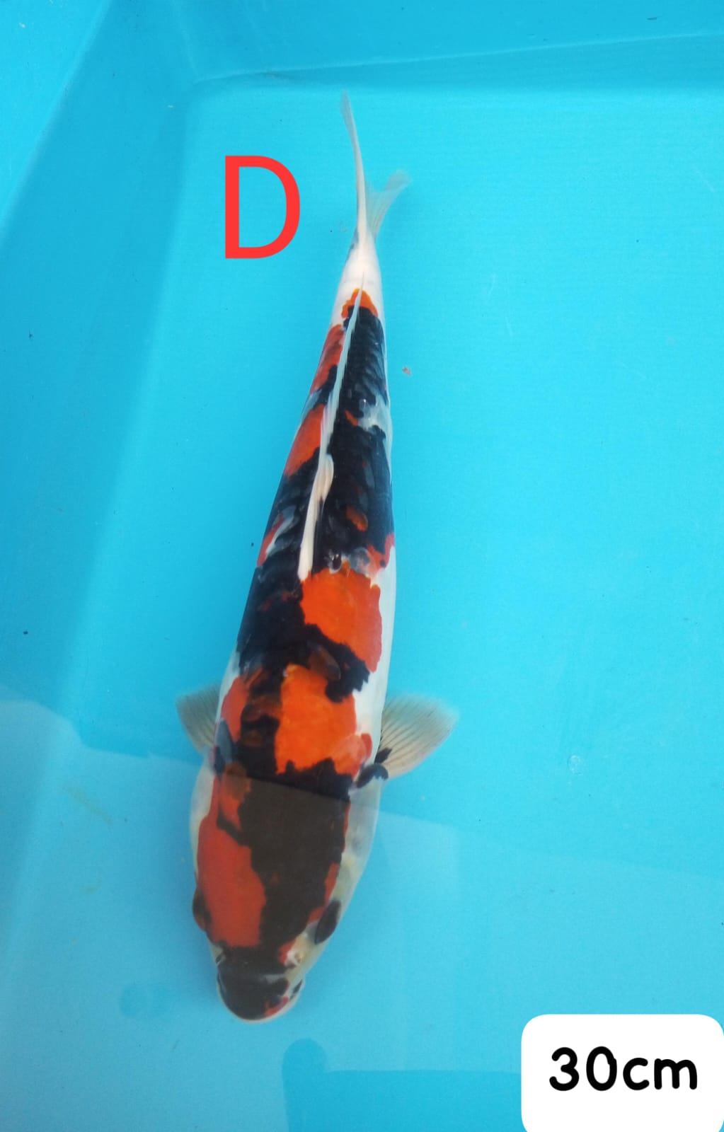 DOITSUSHOWA IKAN DISEMARANG 30cm