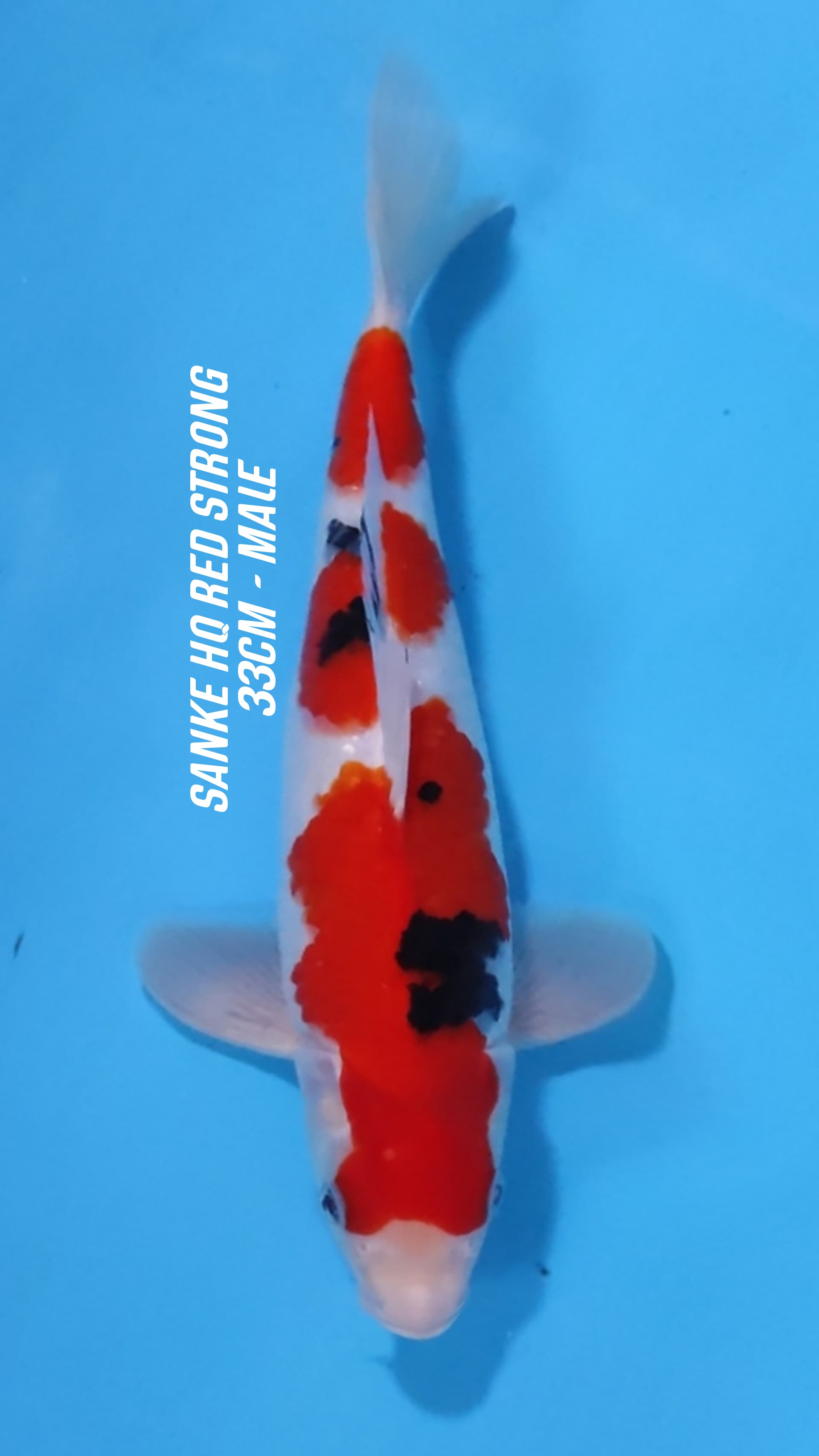 SANKE HQ RED STRONG 33cm
