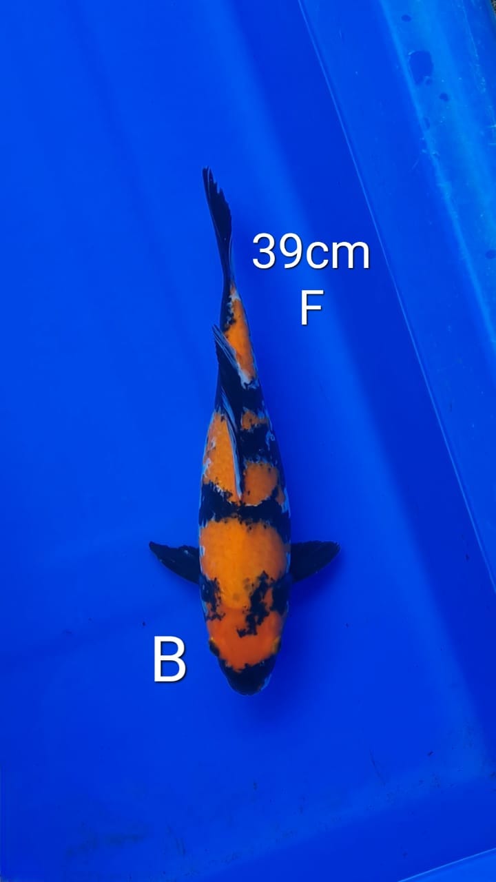 HI SHOWA 39cm