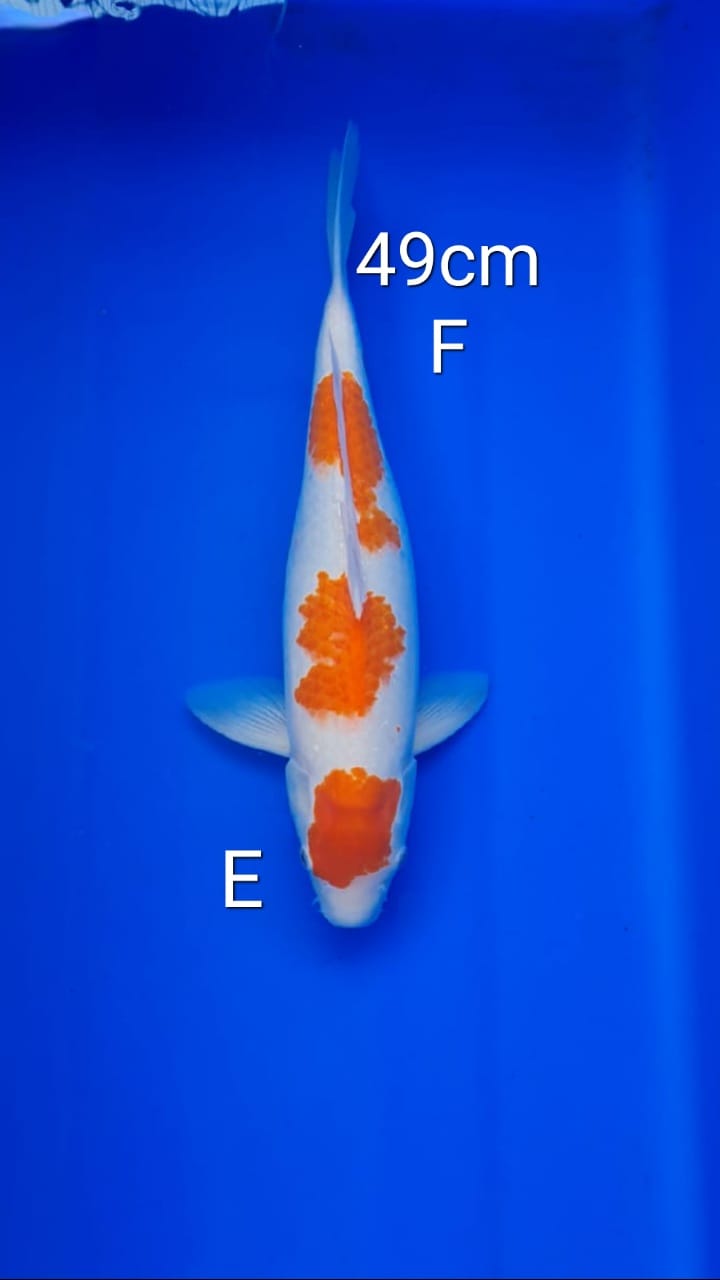 KOHAKU 49cm