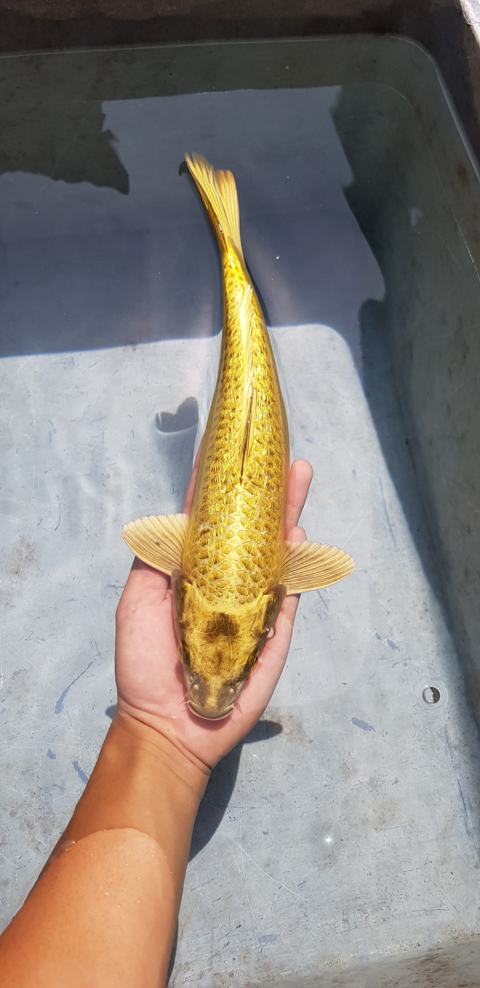 MUKASHI GOLD 35cm