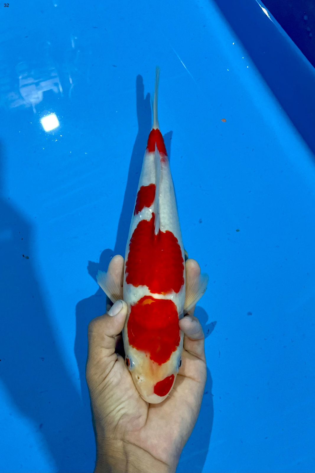 KOHAKU BENI STRONG SKIN HALUS 32cm