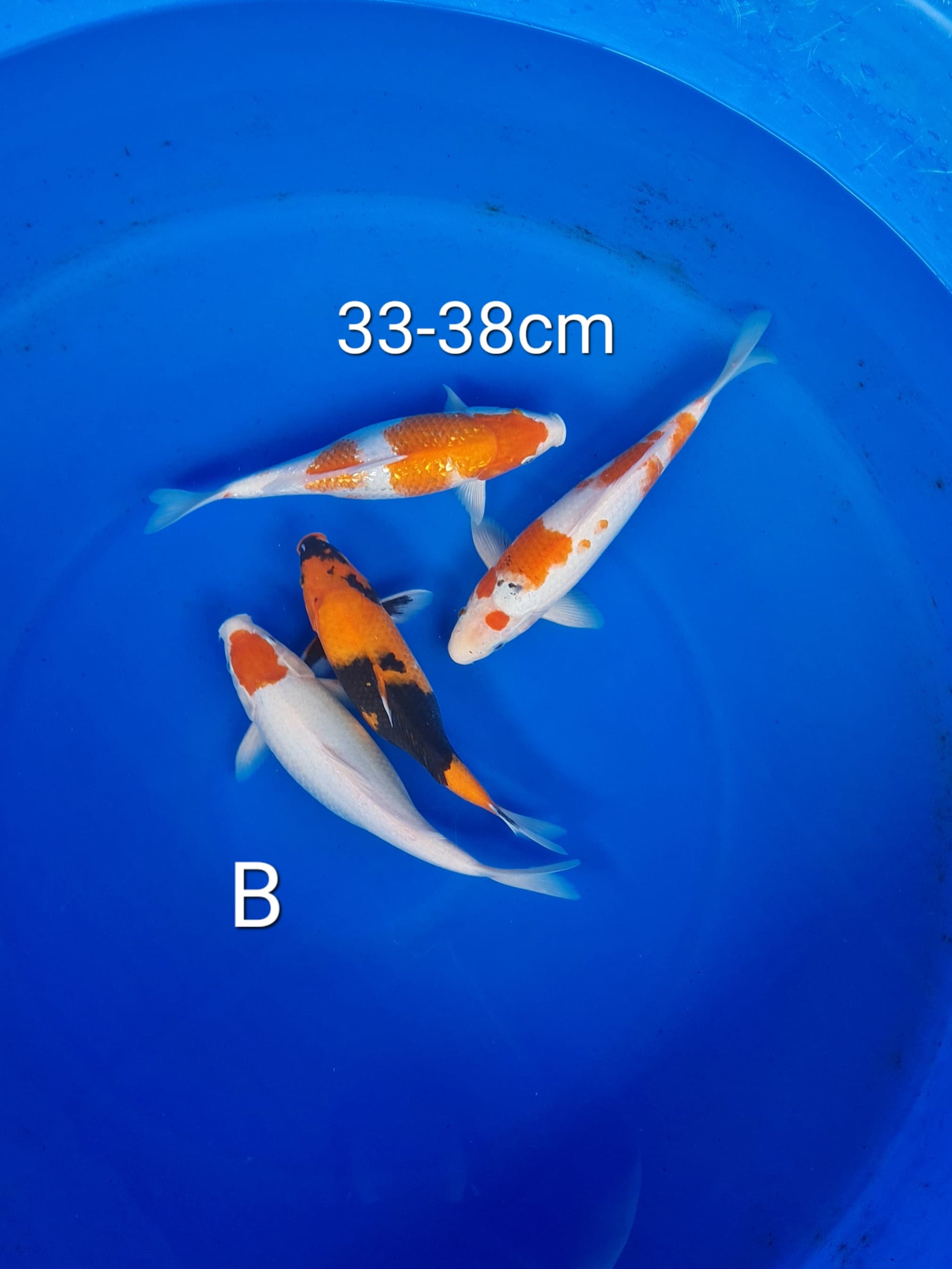 PAKET MIX B 36cm