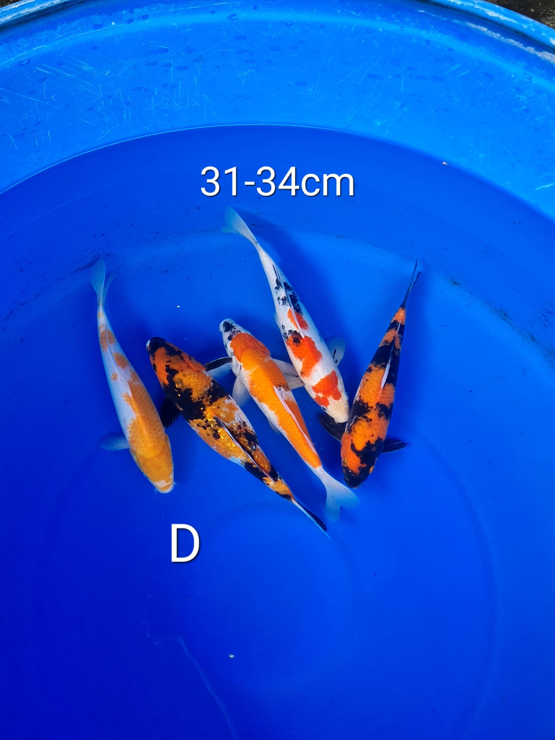 PAKET MIX D 33cm