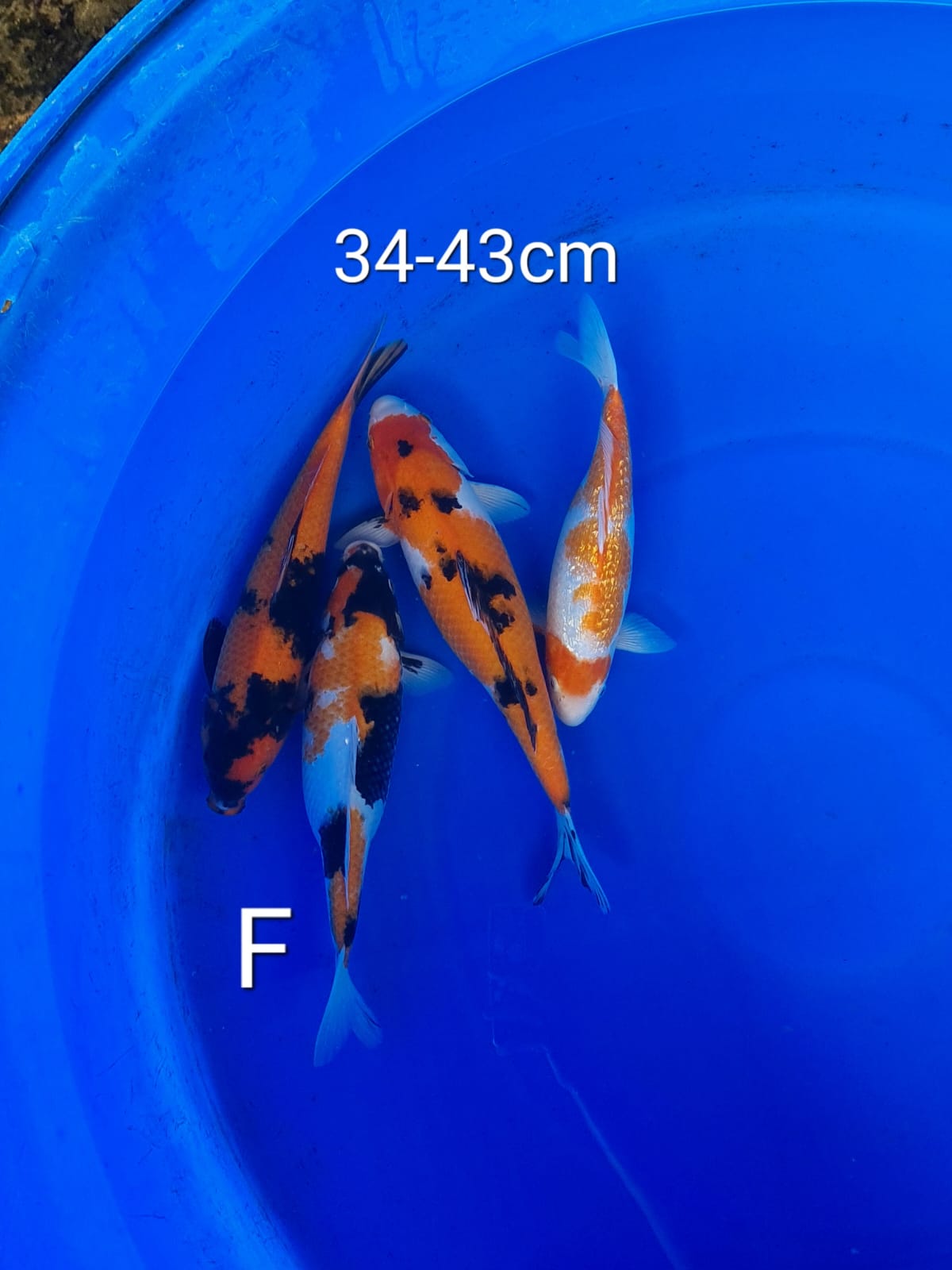 PAKET MIX F 38cm