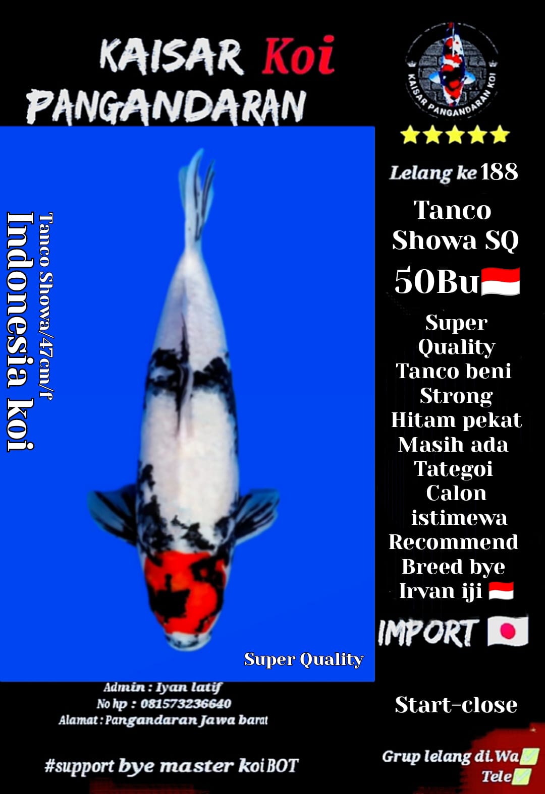 TANCO SHOWA 47cm