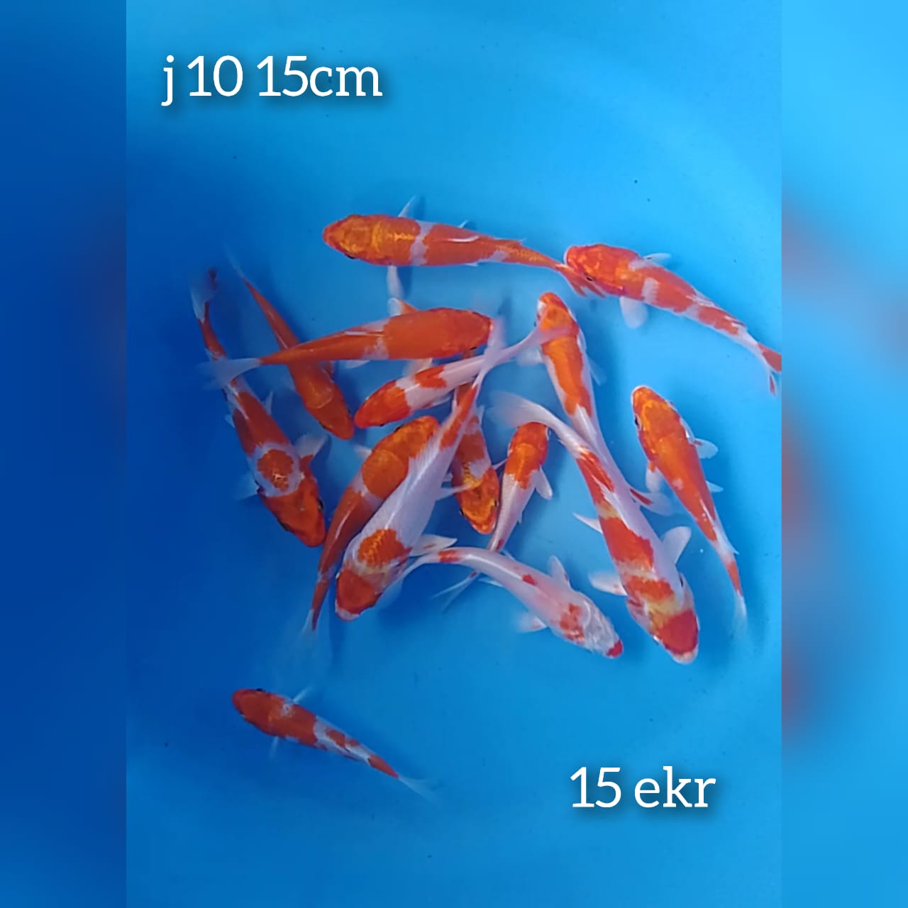 KOHAKU HIKARI 10 15cm