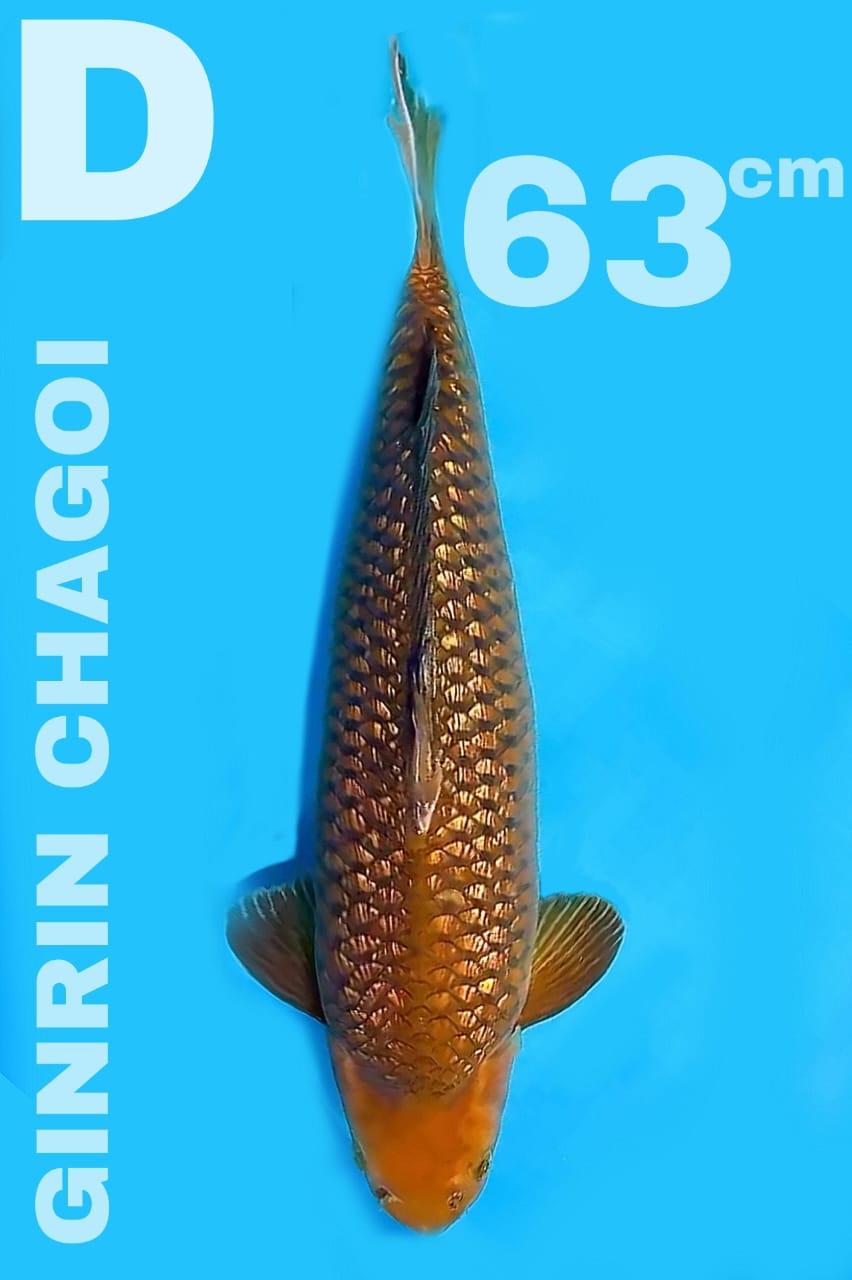 CHAGOI GINRIN 63cm