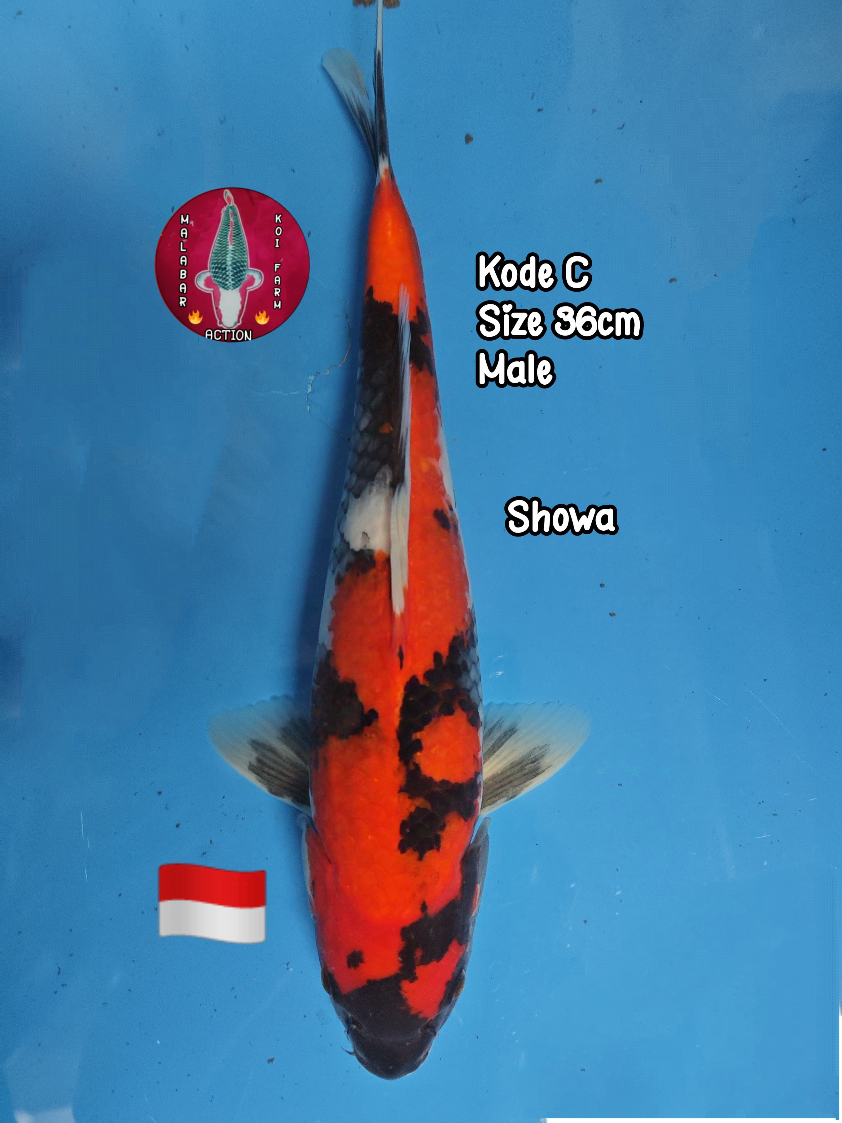 SHOWA STRONG LAYAK KEEPING BREED LOKAL BREEDER 36cm