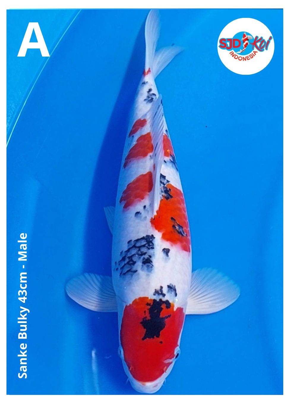 Lelang Koi Online, Jual Beli Ikan Koi, Pusat Jual Beli Koi, Info Lelang Koi Hari Ini, Platform Jual Beli Koi, Jual Beli Ikan Koi Online, Marketplace Ikan Koi, Jual Koi Terbaik, Tempat Beli Koi Berkualitas, Pasar Ikan Koi Online Terpercaya, Penjual Ikan Koi Terpercaya, Beli Koi Hias Online, Ikan Koi untuk Dijual, Koi Kualitas Terbaik, Toko Online Ikan Koi, Koi Hias Untuk Dijual, Jual Beli Ikan Koi Lokal, Koi Indonesia Online, Pusat Jual Beli Koi Terbesar