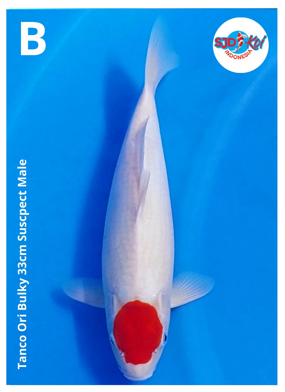 Lelang Koi Online, Jual Beli Ikan Koi, Pusat Jual Beli Koi, Info Lelang Koi Hari Ini, Platform Jual Beli Koi, Jual Beli Ikan Koi Online, Marketplace Ikan Koi, Jual Koi Terbaik, Tempat Beli Koi Berkualitas, Pasar Ikan Koi Online Terpercaya, Penjual Ikan Koi Terpercaya, Beli Koi Hias Online, Ikan Koi untuk Dijual, Koi Kualitas Terbaik, Toko Online Ikan Koi, Koi Hias Untuk Dijual, Jual Beli Ikan Koi Lokal, Koi Indonesia Online, Pusat Jual Beli Koi Terbesar
