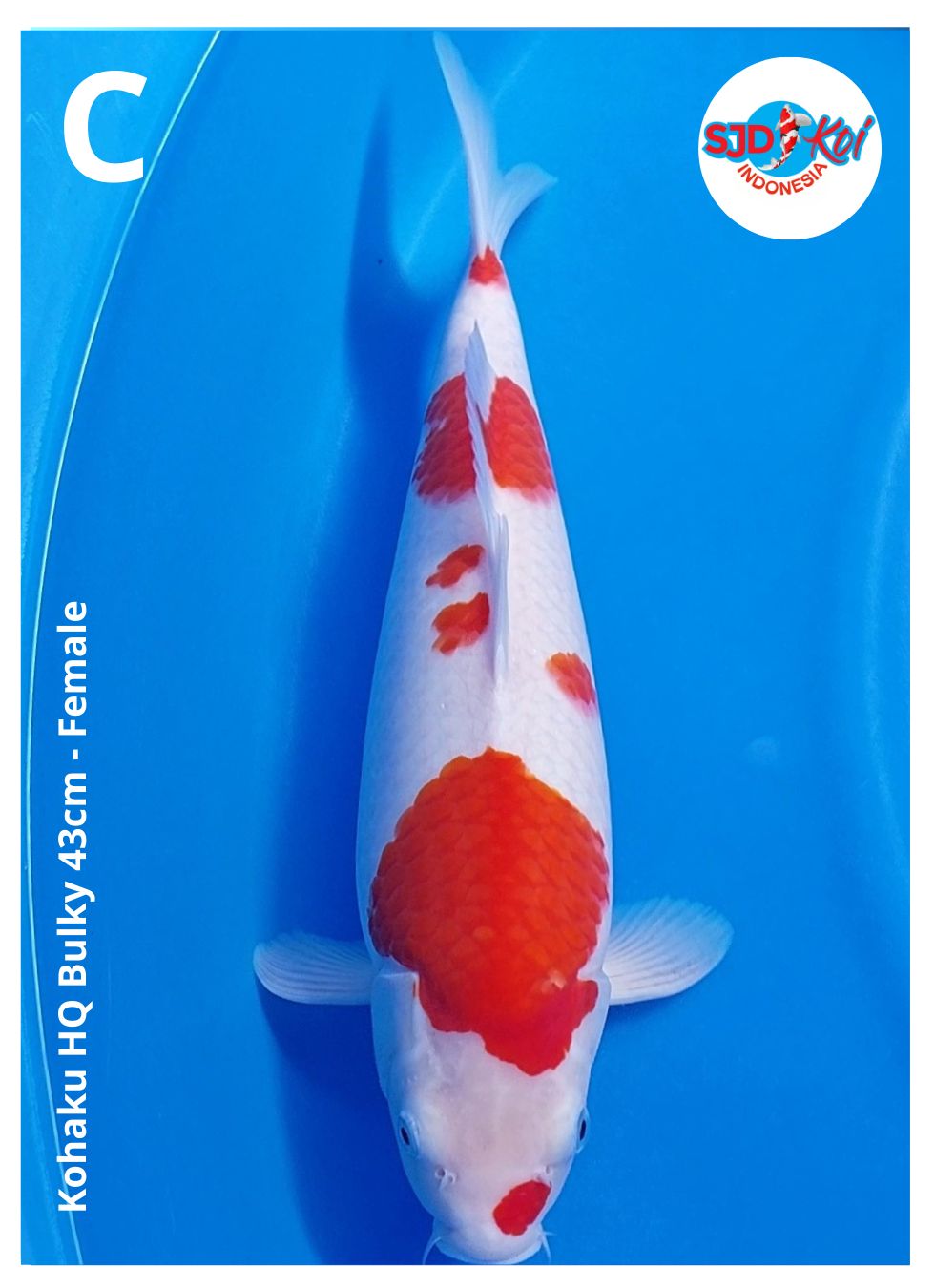 Lelang Koi Online, Jual Beli Ikan Koi, Pusat Jual Beli Koi, Info Lelang Koi Hari Ini, Platform Jual Beli Koi, Jual Beli Ikan Koi Online, Marketplace Ikan Koi, Jual Koi Terbaik, Tempat Beli Koi Berkualitas, Pasar Ikan Koi Online Terpercaya, Penjual Ikan Koi Terpercaya, Beli Koi Hias Online, Ikan Koi untuk Dijual, Koi Kualitas Terbaik, Toko Online Ikan Koi, Koi Hias Untuk Dijual, Jual Beli Ikan Koi Lokal, Koi Indonesia Online, Pusat Jual Beli Koi Terbesar