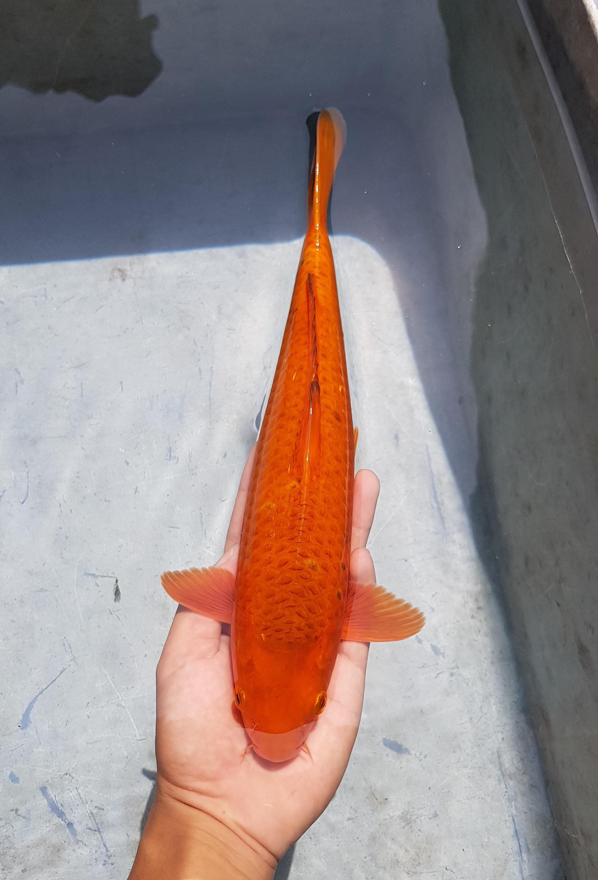 KARAMEL CORN 30cm