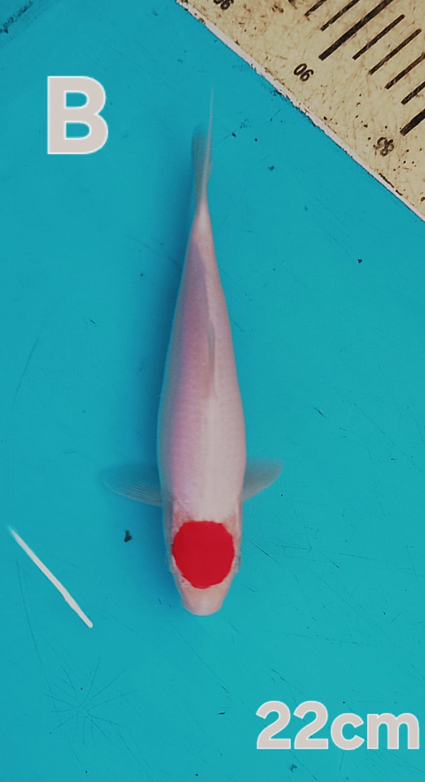 TANCO 22cm