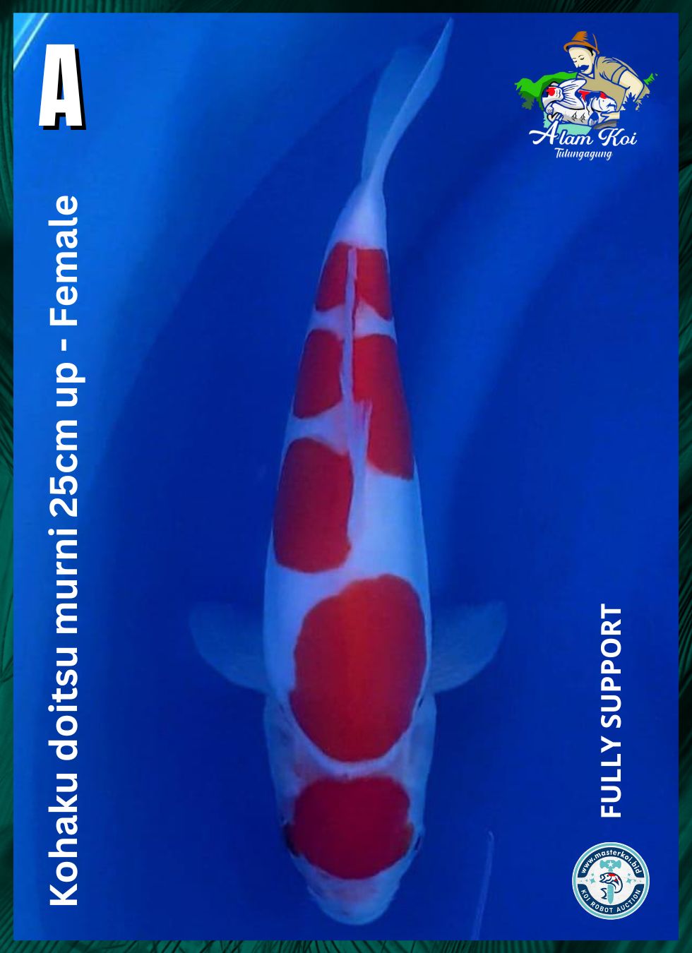 KOHAKU DOITSU MURNI UP 25cm