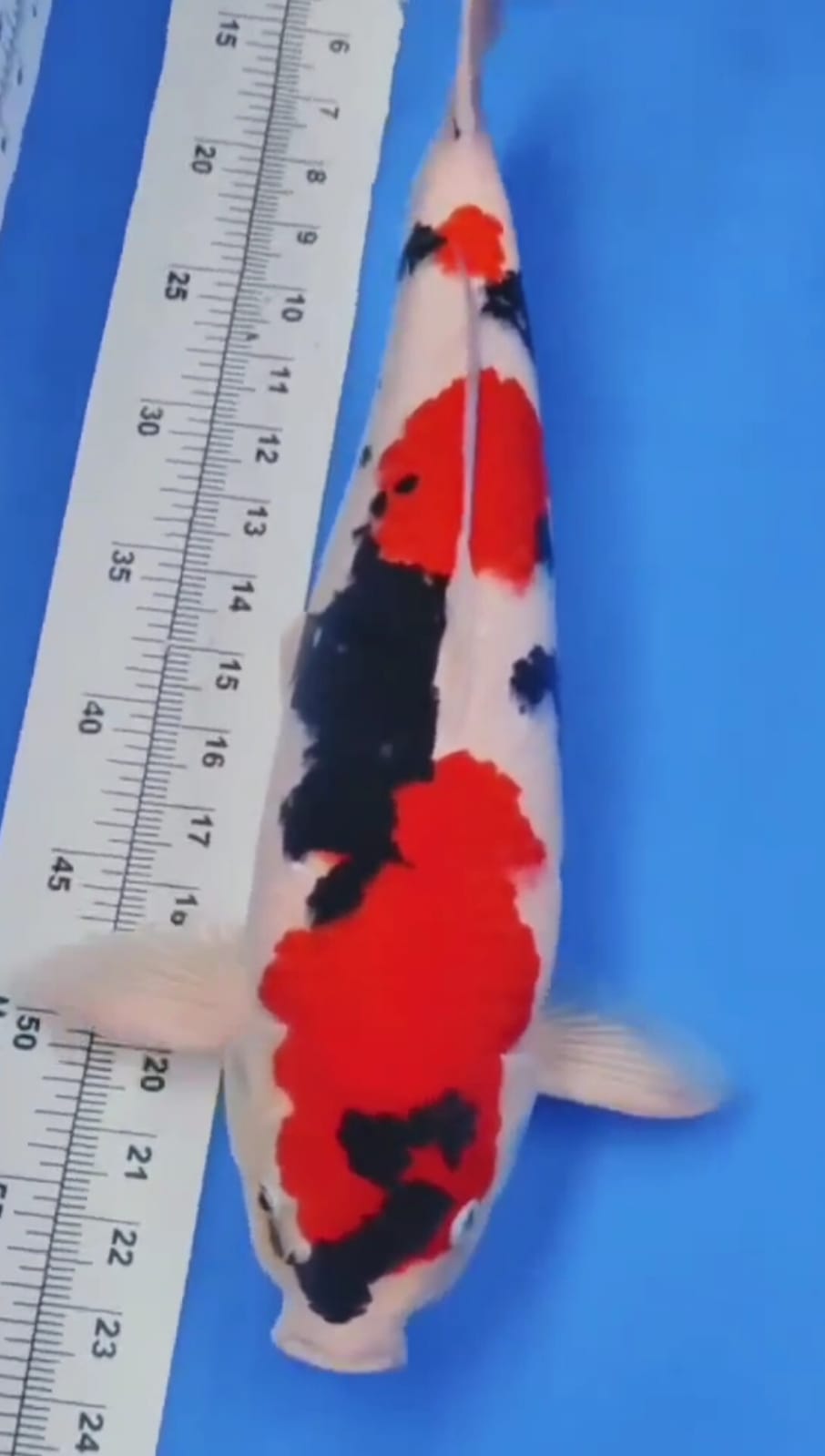 IKAN KELAS SULTAN SHOWA MALE SUPER QUALITY BODY ISTIMEWA LOKASI MADIUN 43cm