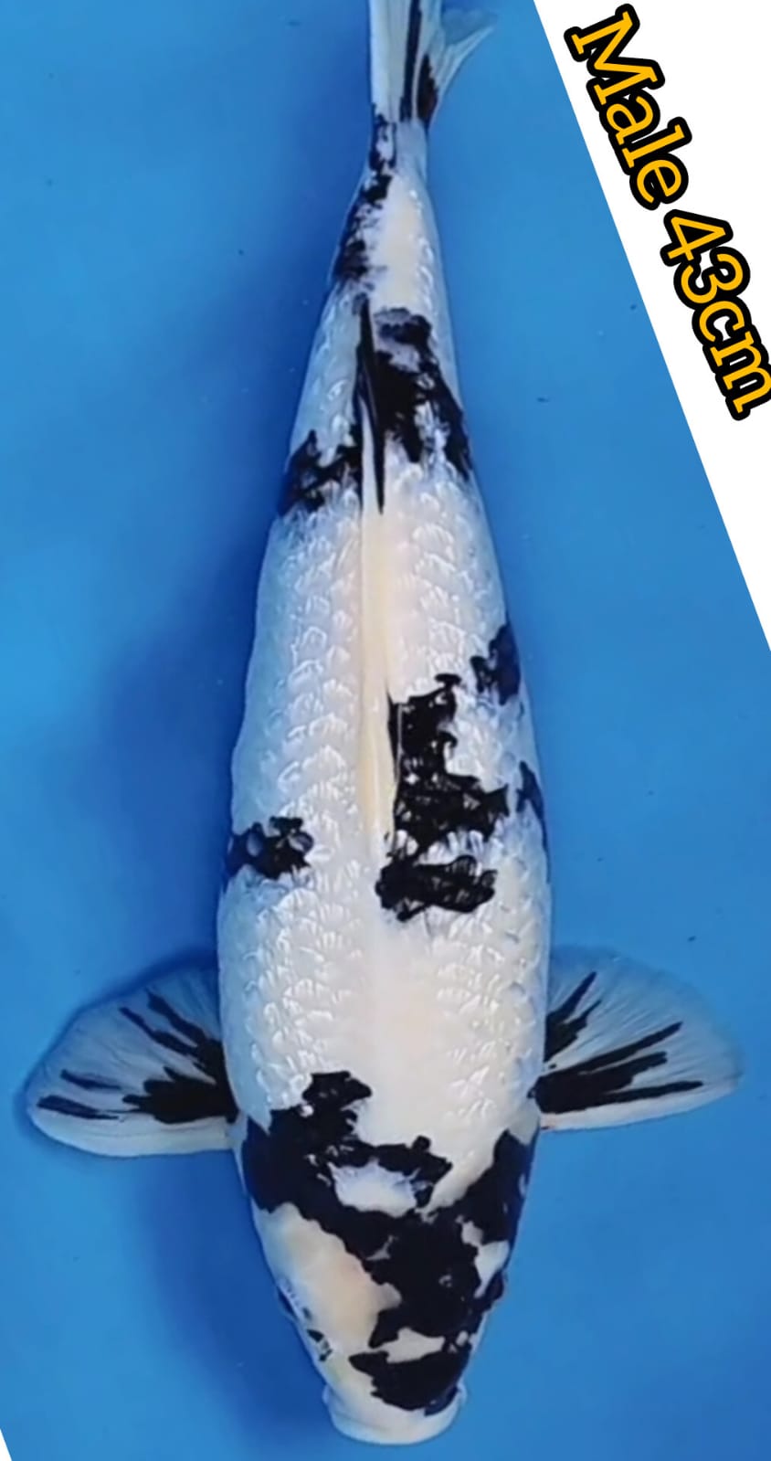 IKAN KELAS SULTAN SHIRO UTSURI GINRIN SHOW QUALITY MALE ISTIMEWA LOKASI MADIUN 43cm