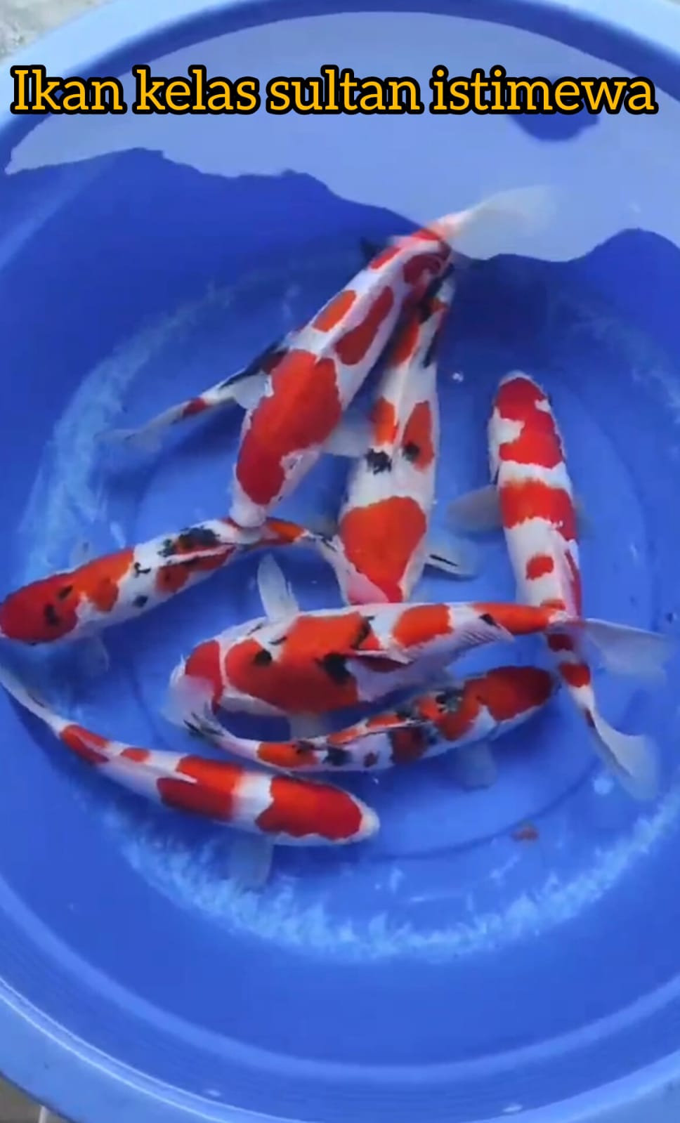 IKAN KELAS SULTAN PKT 8 EKOR SUPER KOHAKU SHANKE MERAH DARAH BODY JAPAN ISTIMEWA LOKASI BLITAR 3035cm