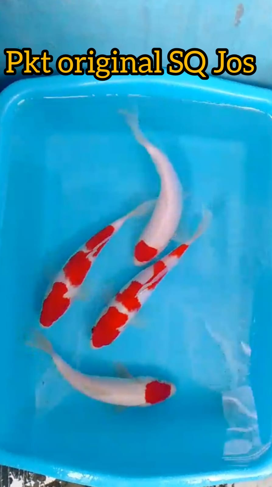 PKT 4 EKOR ORIGINAL SQ MERAH PEDES ISTIMEWA LOKASI BLITAR 20cm