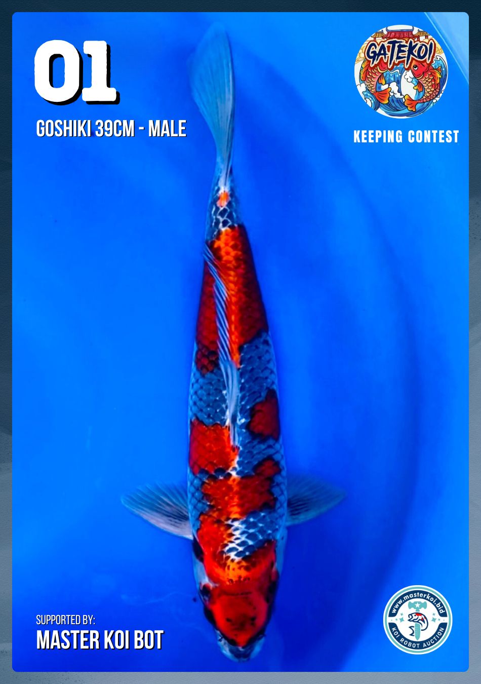 GOSHIKI 39cm