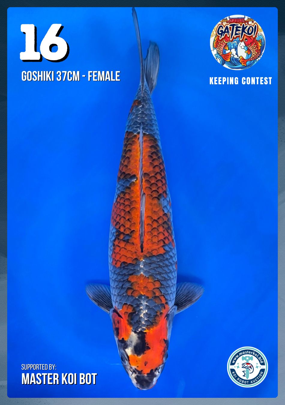 GOSHIKI 37cm