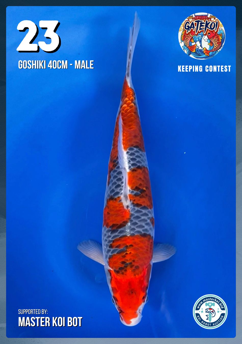 GOSHIKI 40cm