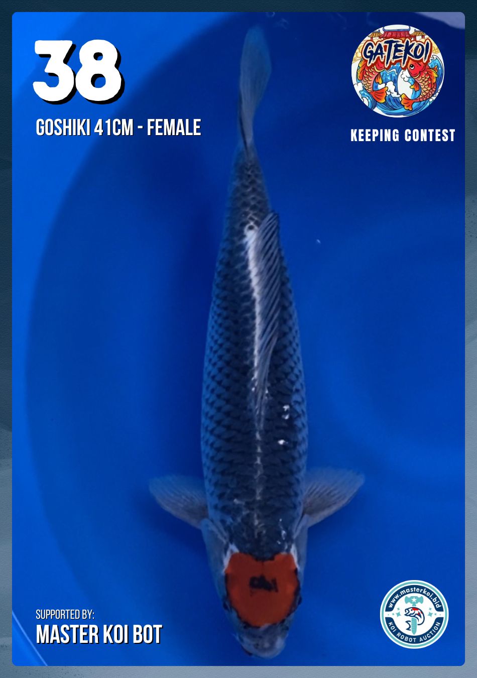 Lelang Koi Online, Jual Beli Ikan Koi, Pusat Jual Beli Koi, Info Lelang Koi Hari Ini, Platform Jual Beli Koi, Jual Beli Ikan Koi Online, Marketplace Ikan Koi, Jual Koi Terbaik, Tempat Beli Koi Berkualitas, Pasar Ikan Koi Online Terpercaya, Penjual Ikan Koi Terpercaya, Beli Koi Hias Online, Ikan Koi untuk Dijual, Koi Kualitas Terbaik, Toko Online Ikan Koi, Koi Hias Untuk Dijual, Jual Beli Ikan Koi Lokal, Koi Indonesia Online, Pusat Jual Beli Koi Terbesar