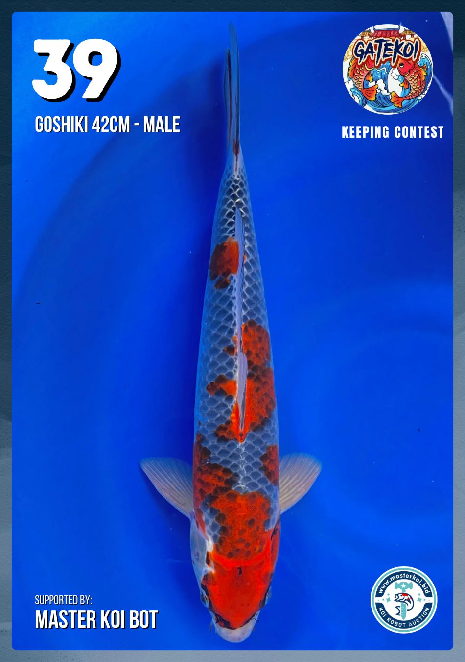 Lelang Koi Online, Jual Beli Ikan Koi, Pusat Jual Beli Koi, Info Lelang Koi Hari Ini, Platform Jual Beli Koi, Jual Beli Ikan Koi Online, Marketplace Ikan Koi, Jual Koi Terbaik, Tempat Beli Koi Berkualitas, Pasar Ikan Koi Online Terpercaya, Penjual Ikan Koi Terpercaya, Beli Koi Hias Online, Ikan Koi untuk Dijual, Koi Kualitas Terbaik, Toko Online Ikan Koi, Koi Hias Untuk Dijual, Jual Beli Ikan Koi Lokal, Koi Indonesia Online, Pusat Jual Beli Koi Terbesar