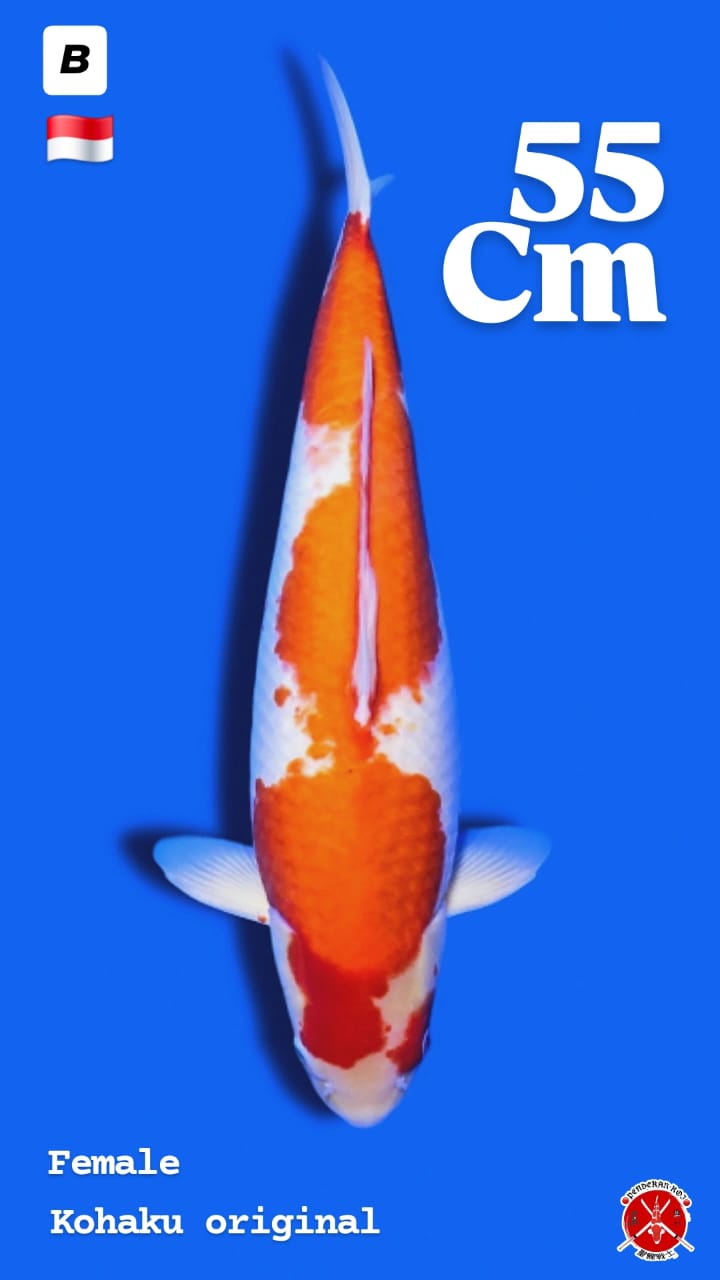 KOHAKU ORIGINAL PATERN FEMALE 55cm