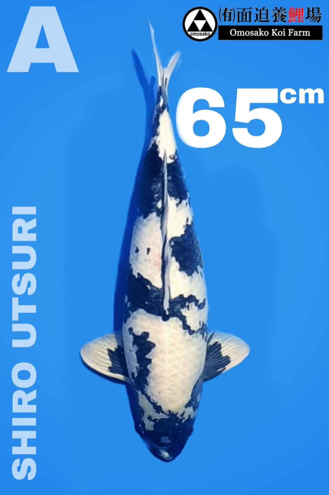 SHIRO UTSURI OMOSAKO KOI FARM 65cm