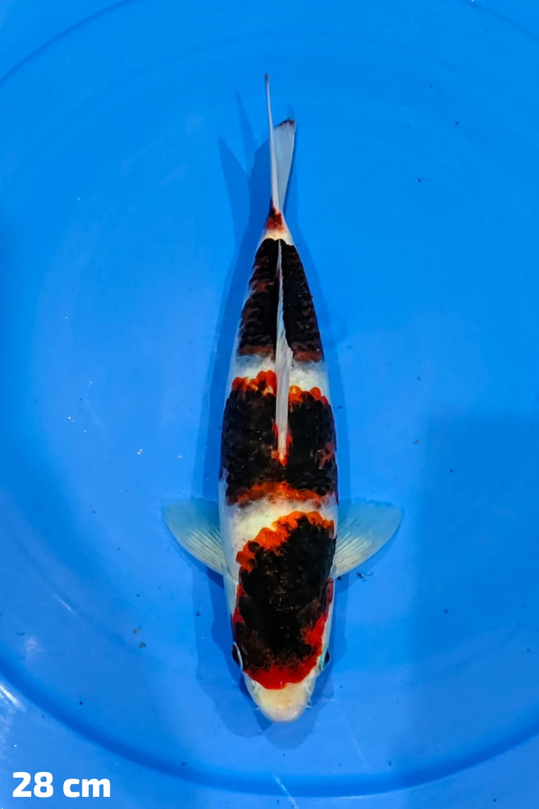 GOROMO 28cm