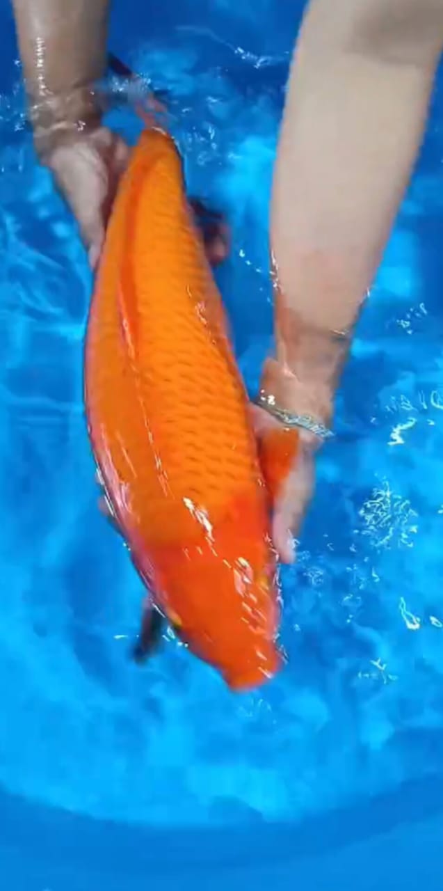 SUPER RED KARASYI BODY TORPEDO JUMBO ISTIMEWA LOKASI NGANJUK 53cm