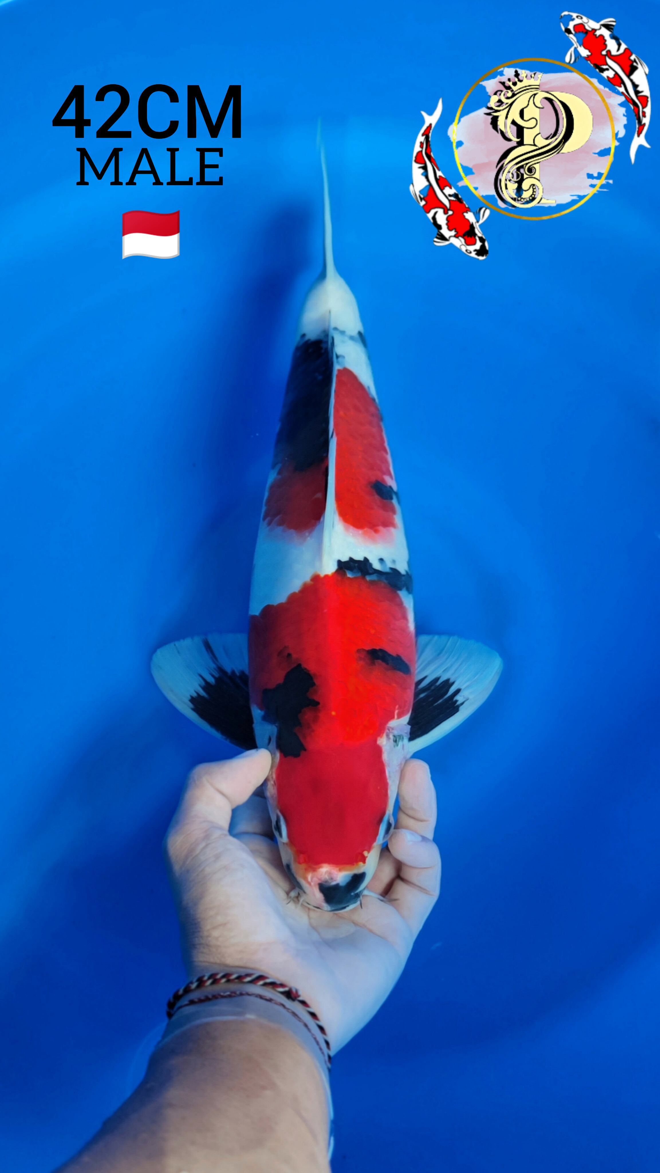 Lelang Koi Online, Jual Beli Ikan Koi, Pusat Jual Beli Koi, Info Lelang Koi Hari Ini, Platform Jual Beli Koi, Jual Beli Ikan Koi Online, Marketplace Ikan Koi, Jual Koi Terbaik, Tempat Beli Koi Berkualitas, Pasar Ikan Koi Online Terpercaya, Penjual Ikan Koi Terpercaya, Beli Koi Hias Online, Ikan Koi untuk Dijual, Koi Kualitas Terbaik, Toko Online Ikan Koi, Koi Hias Untuk Dijual, Jual Beli Ikan Koi Lokal, Koi Indonesia Online, Pusat Jual Beli Koi Terbesar