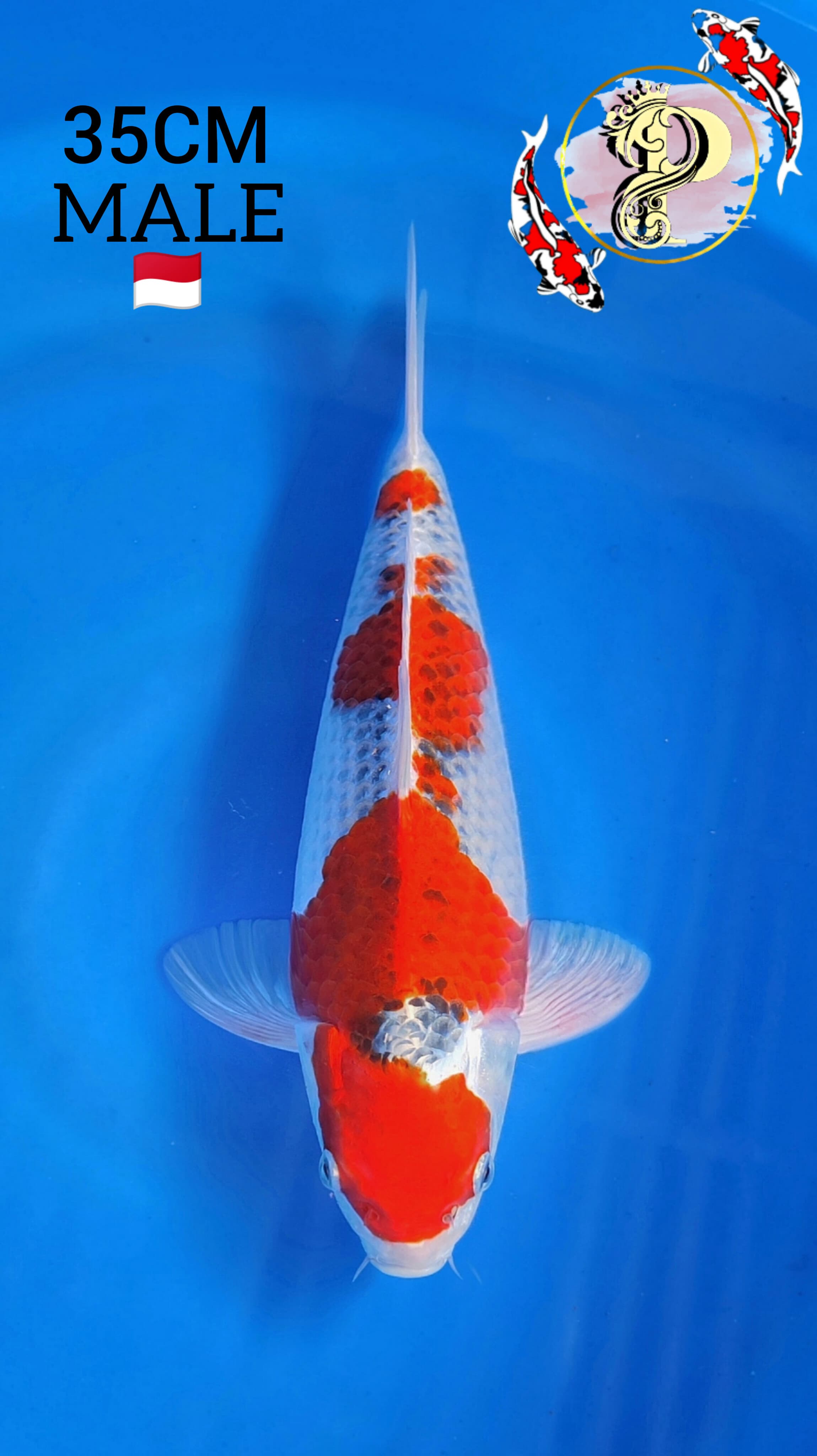 Lelang Koi Online, Jual Beli Ikan Koi, Pusat Jual Beli Koi, Info Lelang Koi Hari Ini, Platform Jual Beli Koi, Jual Beli Ikan Koi Online, Marketplace Ikan Koi, Jual Koi Terbaik, Tempat Beli Koi Berkualitas, Pasar Ikan Koi Online Terpercaya, Penjual Ikan Koi Terpercaya, Beli Koi Hias Online, Ikan Koi untuk Dijual, Koi Kualitas Terbaik, Toko Online Ikan Koi, Koi Hias Untuk Dijual, Jual Beli Ikan Koi Lokal, Koi Indonesia Online, Pusat Jual Beli Koi Terbesar