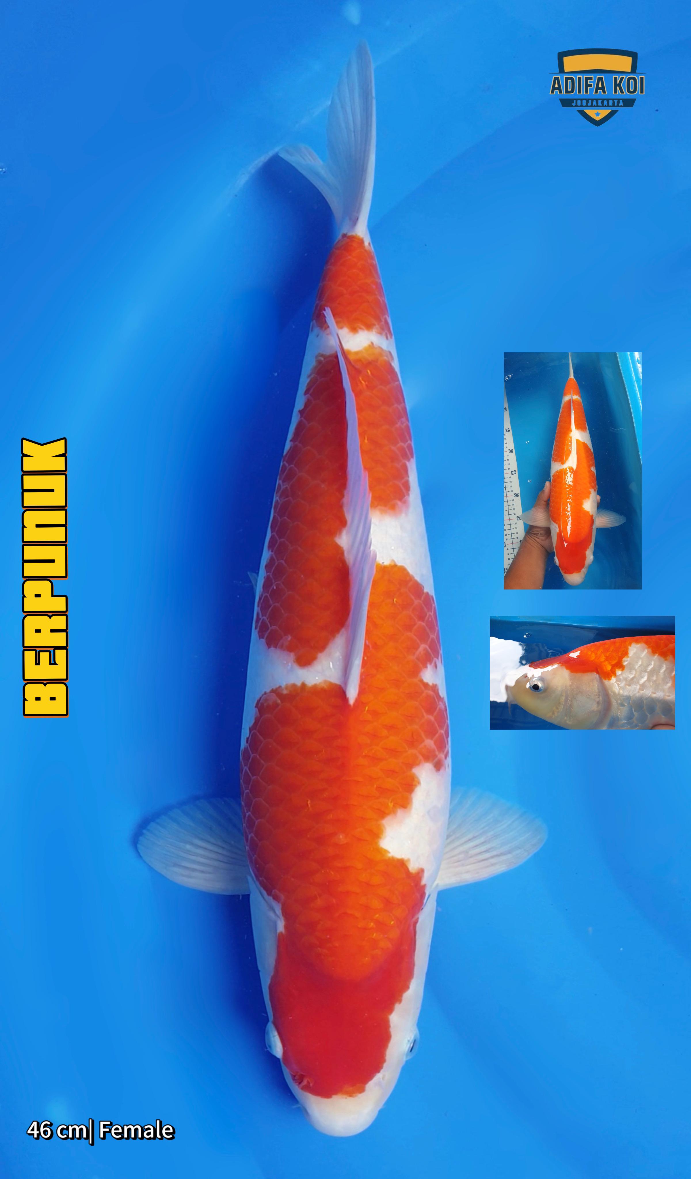 KOHAKU 46cm