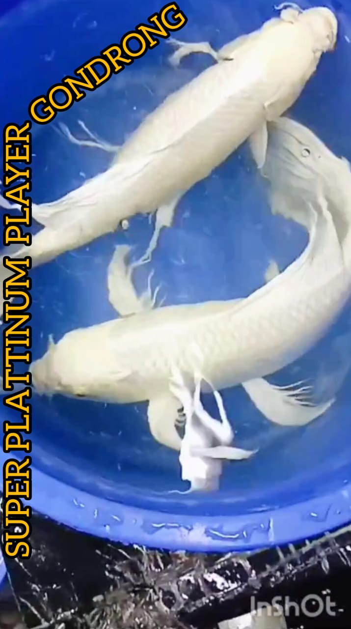 SUPER PKT 2 EKOR PLATINUM SLAYER GONDRONG GONDRONG ISTIMEWA JUMBO LOKASI BKC 4545cm