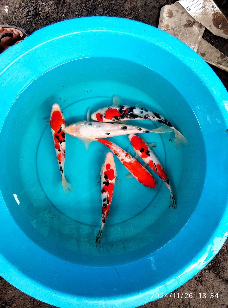 Lelang Koi Online, Jual Beli Ikan Koi, Pusat Jual Beli Koi, Info Lelang Koi Hari Ini, Platform Jual Beli Koi, Jual Beli Ikan Koi Online, Marketplace Ikan Koi, Jual Koi Terbaik, Tempat Beli Koi Berkualitas, Pasar Ikan Koi Online Terpercaya, Penjual Ikan Koi Terpercaya, Beli Koi Hias Online, Ikan Koi untuk Dijual, Koi Kualitas Terbaik, Toko Online Ikan Koi, Koi Hias Untuk Dijual, Jual Beli Ikan Koi Lokal, Koi Indonesia Online, Pusat Jual Beli Koi Terbesar