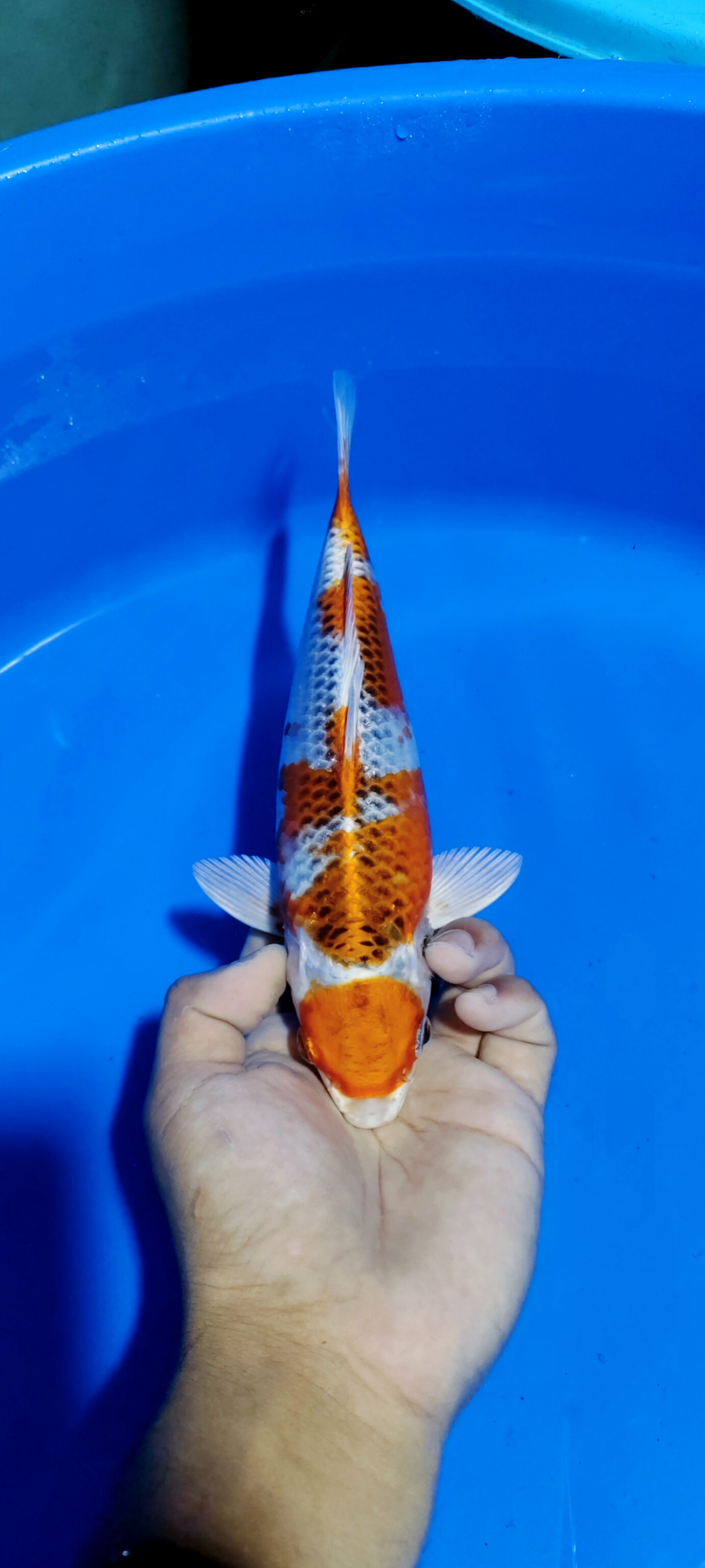 Lelang Koi Online, Jual Beli Ikan Koi, Pusat Jual Beli Koi, Info Lelang Koi Hari Ini, Platform Jual Beli Koi, Jual Beli Ikan Koi Online, Marketplace Ikan Koi, Jual Koi Terbaik, Tempat Beli Koi Berkualitas, Pasar Ikan Koi Online Terpercaya, Penjual Ikan Koi Terpercaya, Beli Koi Hias Online, Ikan Koi untuk Dijual, Koi Kualitas Terbaik, Toko Online Ikan Koi, Koi Hias Untuk Dijual, Jual Beli Ikan Koi Lokal, Koi Indonesia Online, Pusat Jual Beli Koi Terbesar