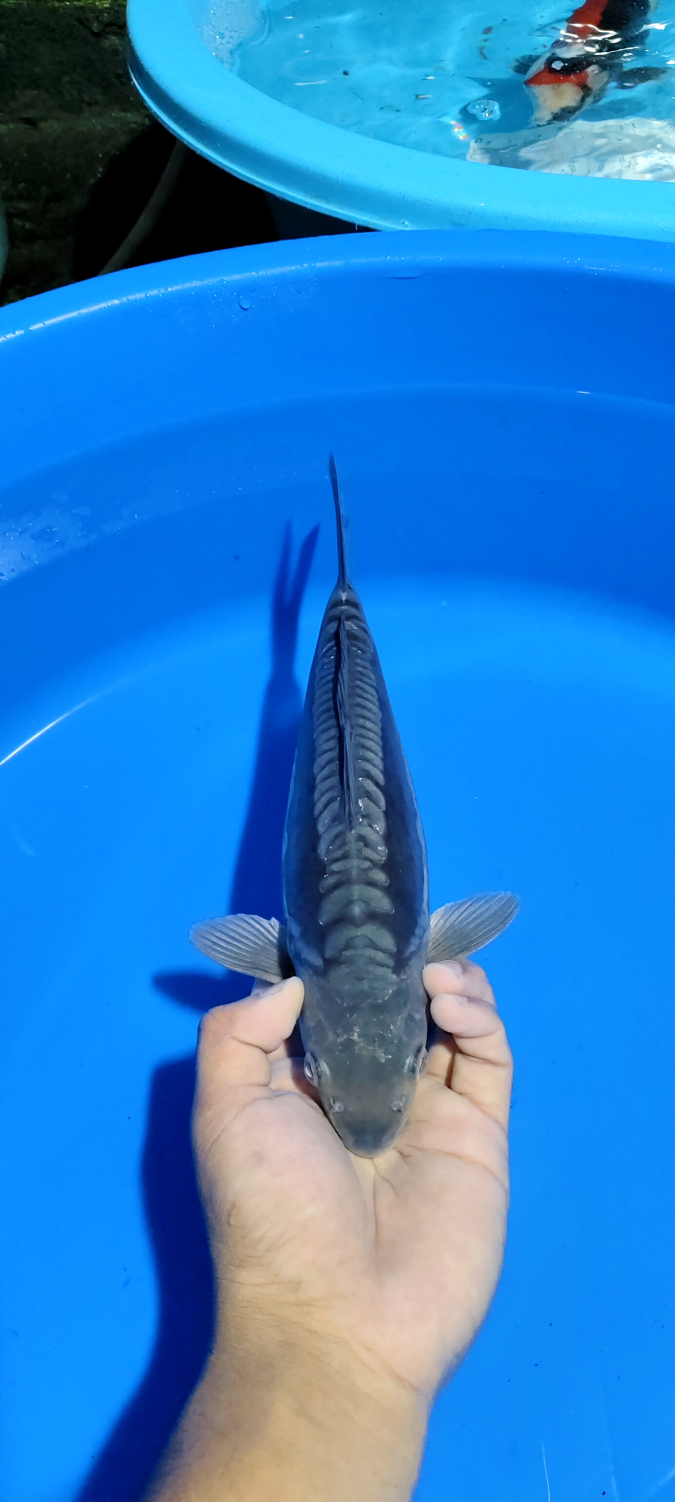 Lelang Koi Online, Jual Beli Ikan Koi, Pusat Jual Beli Koi, Info Lelang Koi Hari Ini, Platform Jual Beli Koi, Jual Beli Ikan Koi Online, Marketplace Ikan Koi, Jual Koi Terbaik, Tempat Beli Koi Berkualitas, Pasar Ikan Koi Online Terpercaya, Penjual Ikan Koi Terpercaya, Beli Koi Hias Online, Ikan Koi untuk Dijual, Koi Kualitas Terbaik, Toko Online Ikan Koi, Koi Hias Untuk Dijual, Jual Beli Ikan Koi Lokal, Koi Indonesia Online, Pusat Jual Beli Koi Terbesar