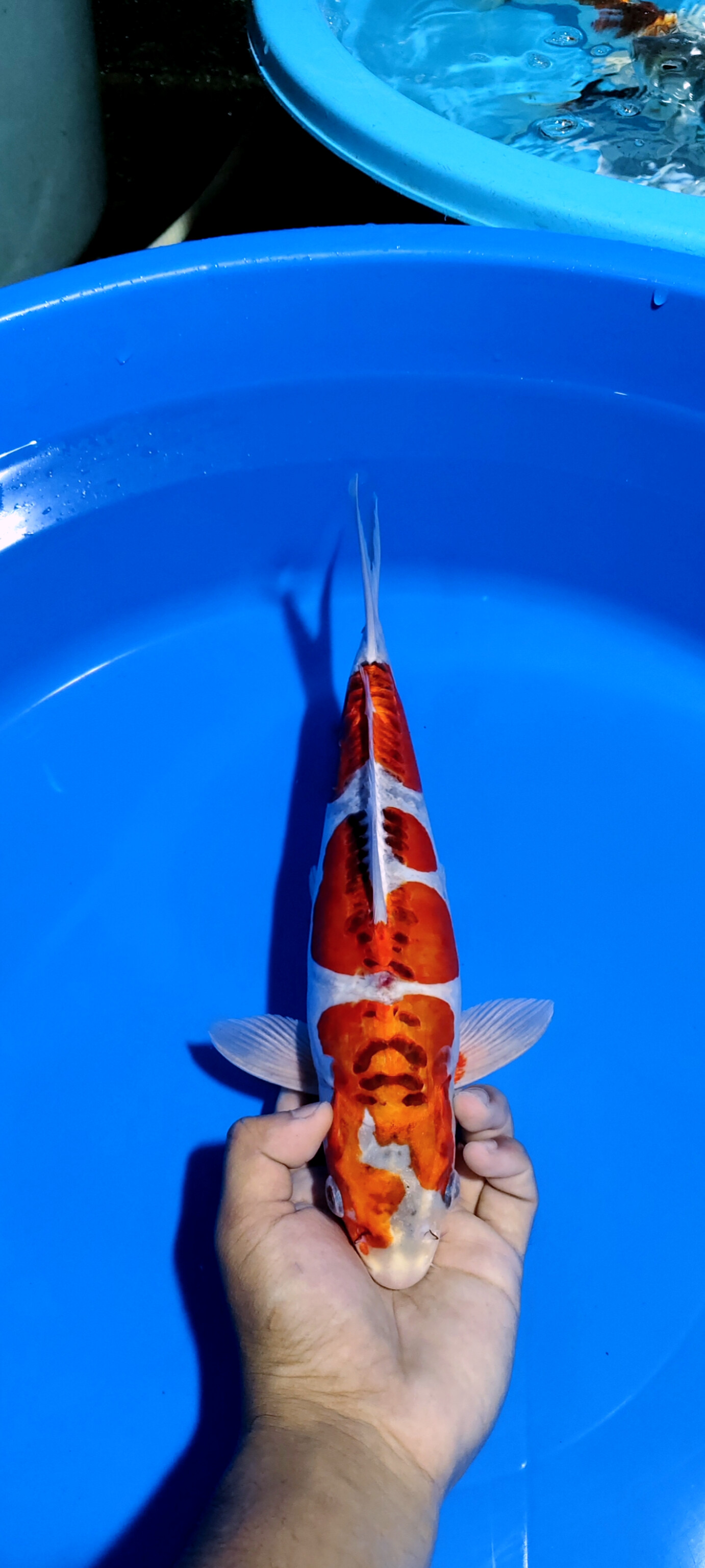 Lelang Koi Online, Jual Beli Ikan Koi, Pusat Jual Beli Koi, Info Lelang Koi Hari Ini, Platform Jual Beli Koi, Jual Beli Ikan Koi Online, Marketplace Ikan Koi, Jual Koi Terbaik, Tempat Beli Koi Berkualitas, Pasar Ikan Koi Online Terpercaya, Penjual Ikan Koi Terpercaya, Beli Koi Hias Online, Ikan Koi untuk Dijual, Koi Kualitas Terbaik, Toko Online Ikan Koi, Koi Hias Untuk Dijual, Jual Beli Ikan Koi Lokal, Koi Indonesia Online, Pusat Jual Beli Koi Terbesar