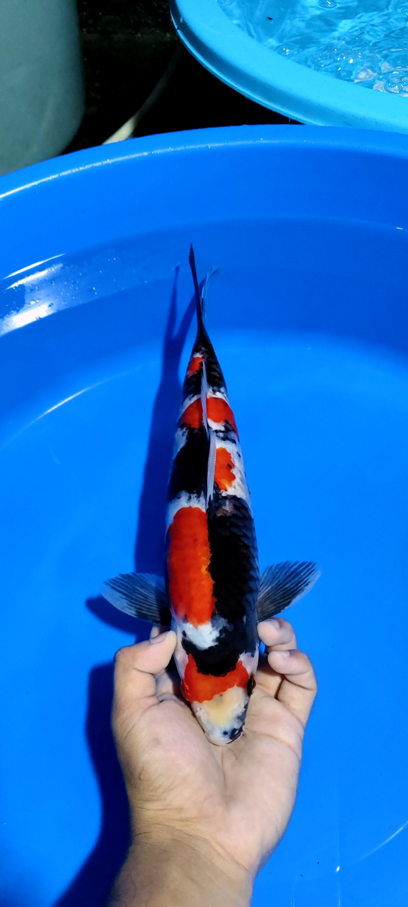 Lelang Koi Online, Jual Beli Ikan Koi, Pusat Jual Beli Koi, Info Lelang Koi Hari Ini, Platform Jual Beli Koi, Jual Beli Ikan Koi Online, Marketplace Ikan Koi, Jual Koi Terbaik, Tempat Beli Koi Berkualitas, Pasar Ikan Koi Online Terpercaya, Penjual Ikan Koi Terpercaya, Beli Koi Hias Online, Ikan Koi untuk Dijual, Koi Kualitas Terbaik, Toko Online Ikan Koi, Koi Hias Untuk Dijual, Jual Beli Ikan Koi Lokal, Koi Indonesia Online, Pusat Jual Beli Koi Terbesar