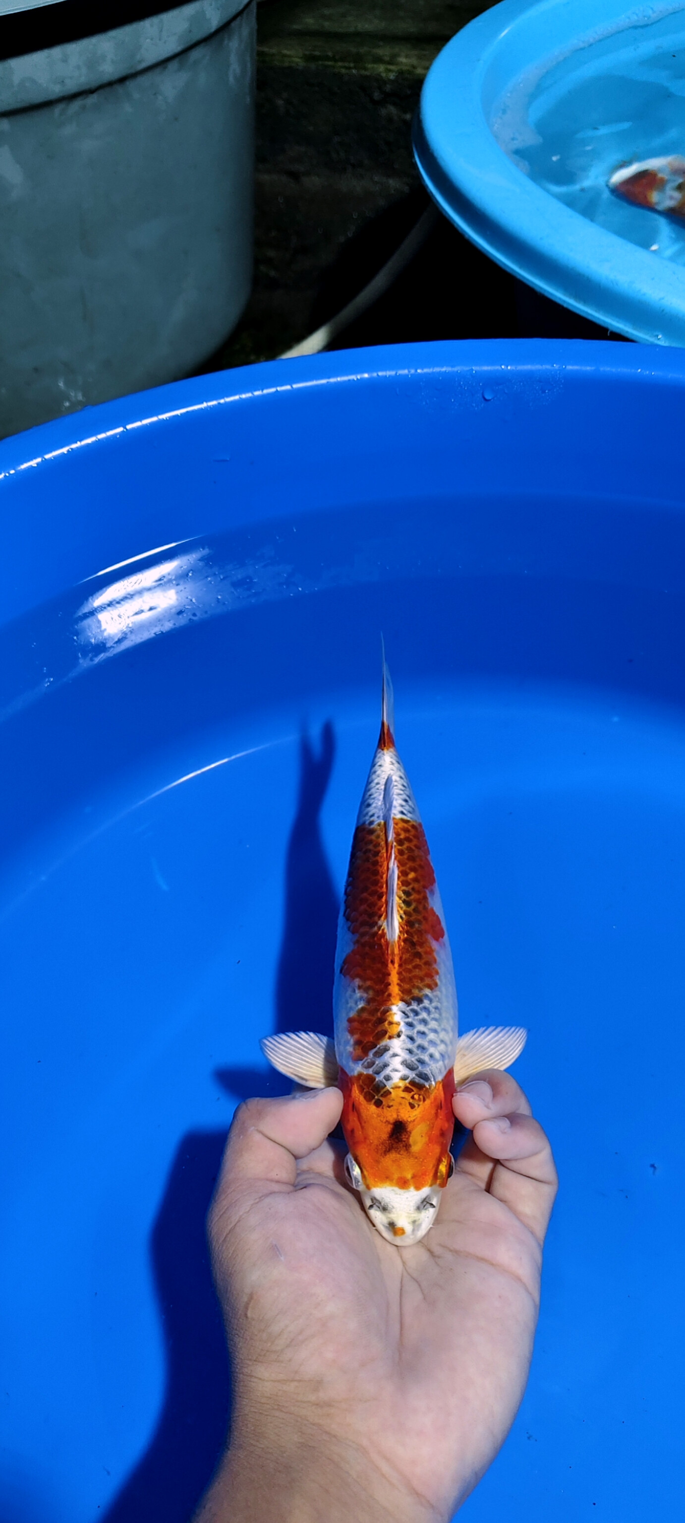 Lelang Koi Online, Jual Beli Ikan Koi, Pusat Jual Beli Koi, Info Lelang Koi Hari Ini, Platform Jual Beli Koi, Jual Beli Ikan Koi Online, Marketplace Ikan Koi, Jual Koi Terbaik, Tempat Beli Koi Berkualitas, Pasar Ikan Koi Online Terpercaya, Penjual Ikan Koi Terpercaya, Beli Koi Hias Online, Ikan Koi untuk Dijual, Koi Kualitas Terbaik, Toko Online Ikan Koi, Koi Hias Untuk Dijual, Jual Beli Ikan Koi Lokal, Koi Indonesia Online, Pusat Jual Beli Koi Terbesar