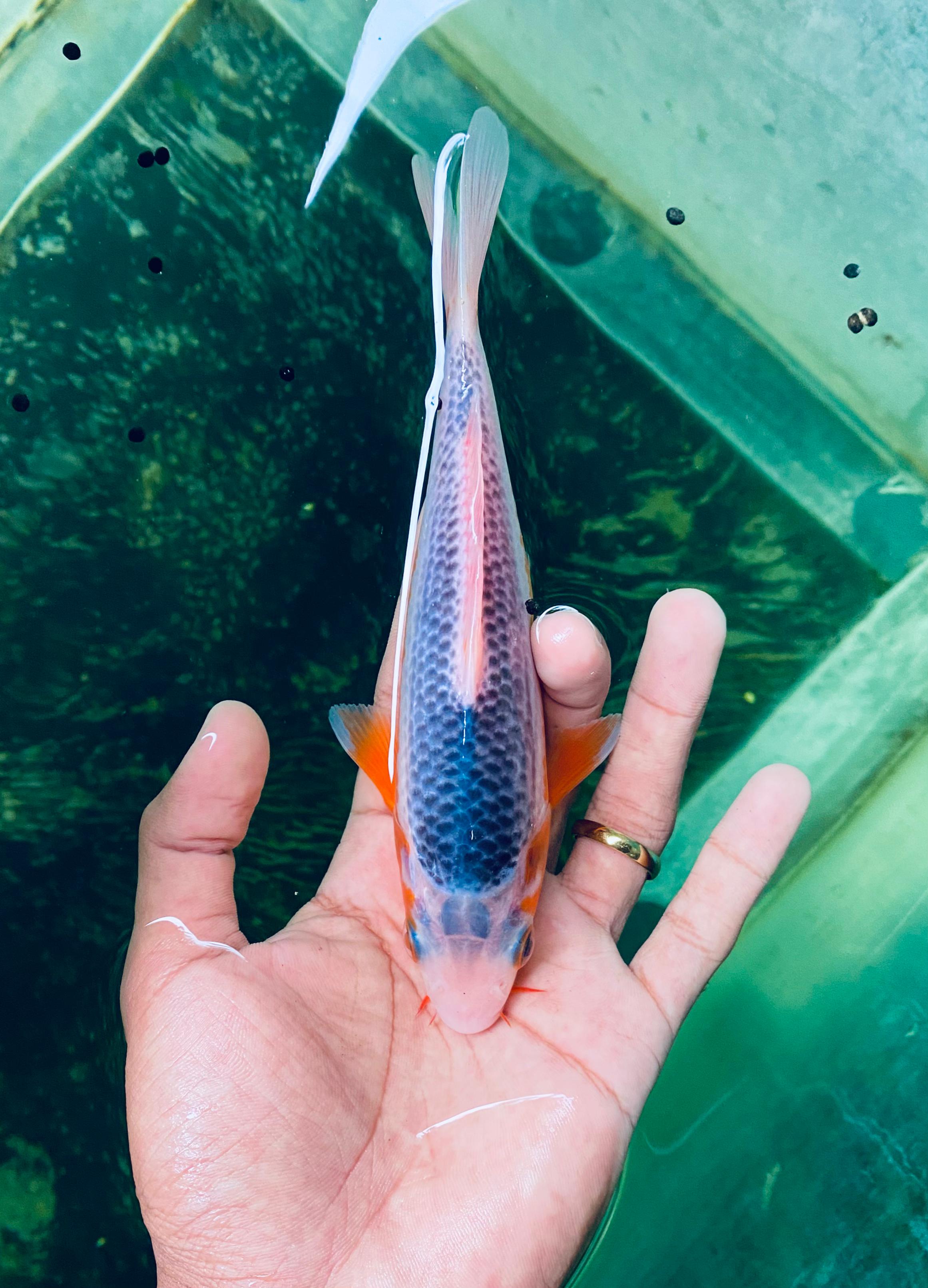 Lelang Koi Online, Jual Beli Ikan Koi, Pusat Jual Beli Koi, Info Lelang Koi Hari Ini, Platform Jual Beli Koi, Jual Beli Ikan Koi Online, Marketplace Ikan Koi, Jual Koi Terbaik, Tempat Beli Koi Berkualitas, Pasar Ikan Koi Online Terpercaya, Penjual Ikan Koi Terpercaya, Beli Koi Hias Online, Ikan Koi untuk Dijual, Koi Kualitas Terbaik, Toko Online Ikan Koi, Koi Hias Untuk Dijual, Jual Beli Ikan Koi Lokal, Koi Indonesia Online, Pusat Jual Beli Koi Terbesar