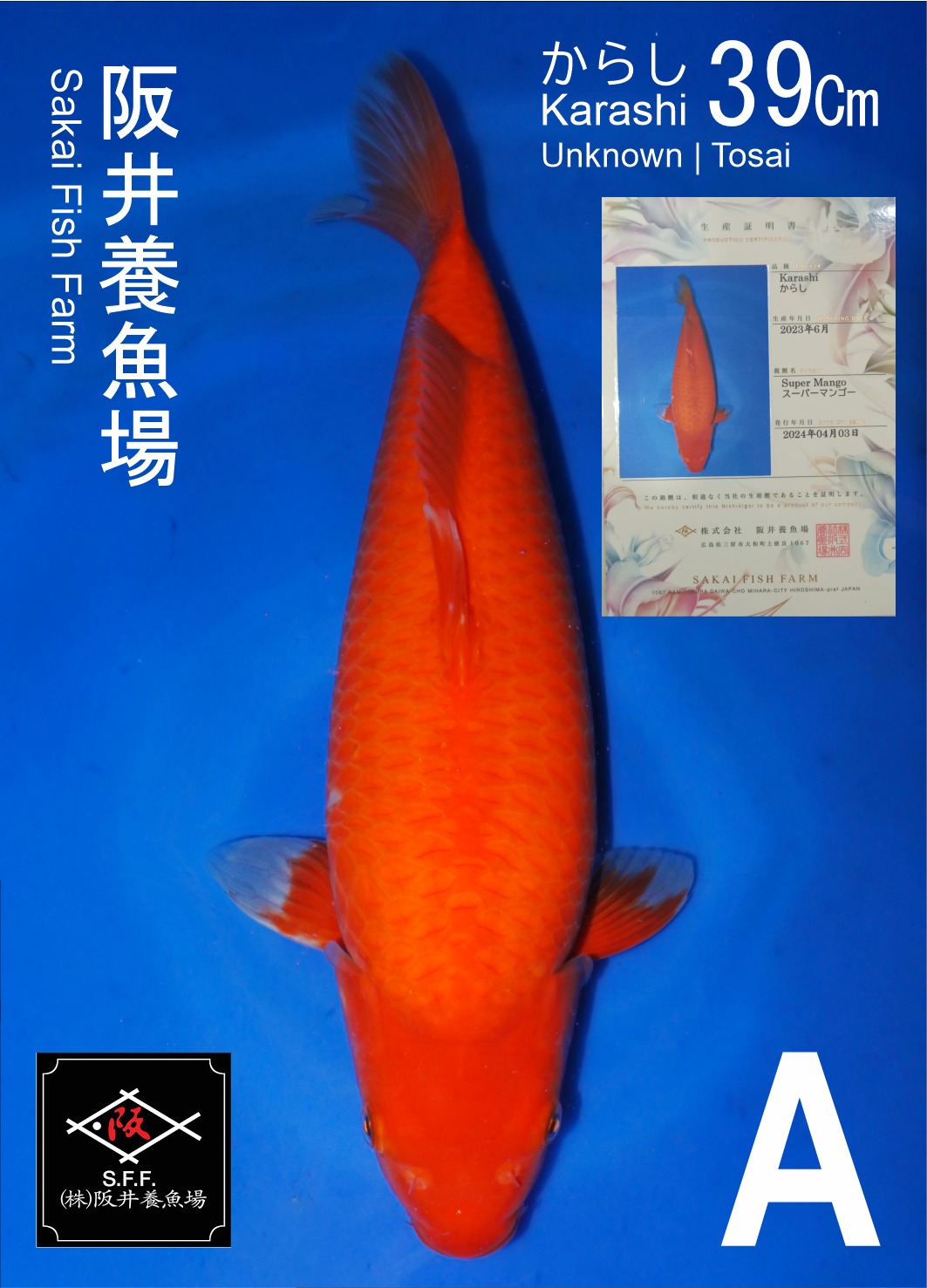 RED KARASHI SAKAI SUPER MANGO 39cm