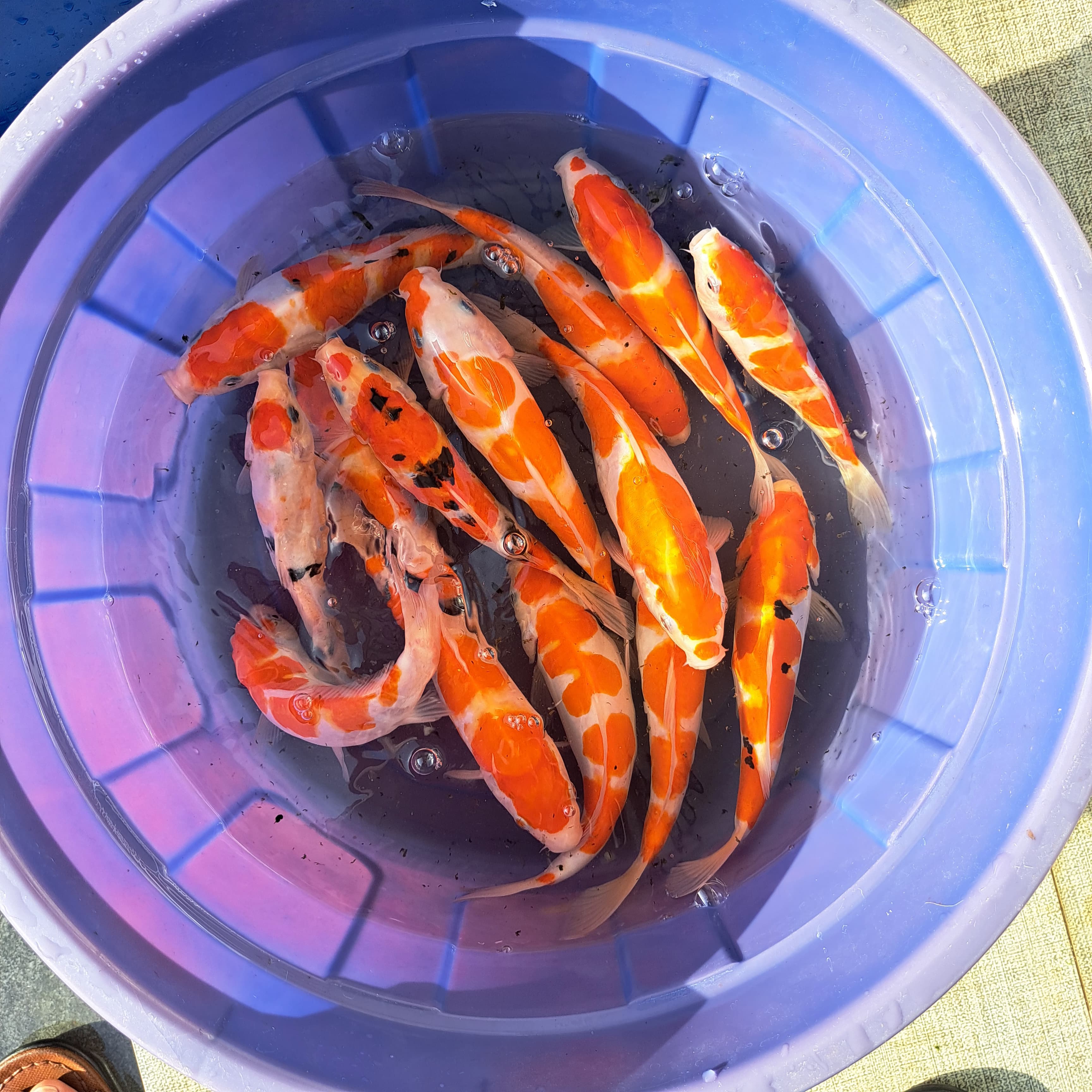 Lelang Koi Online, Jual Beli Ikan Koi, Pusat Jual Beli Koi, Info Lelang Koi Hari Ini, Platform Jual Beli Koi, Jual Beli Ikan Koi Online, Marketplace Ikan Koi, Jual Koi Terbaik, Tempat Beli Koi Berkualitas, Pasar Ikan Koi Online Terpercaya, Penjual Ikan Koi Terpercaya, Beli Koi Hias Online, Ikan Koi untuk Dijual, Koi Kualitas Terbaik, Toko Online Ikan Koi, Koi Hias Untuk Dijual, Jual Beli Ikan Koi Lokal, Koi Indonesia Online, Pusat Jual Beli Koi Terbesar