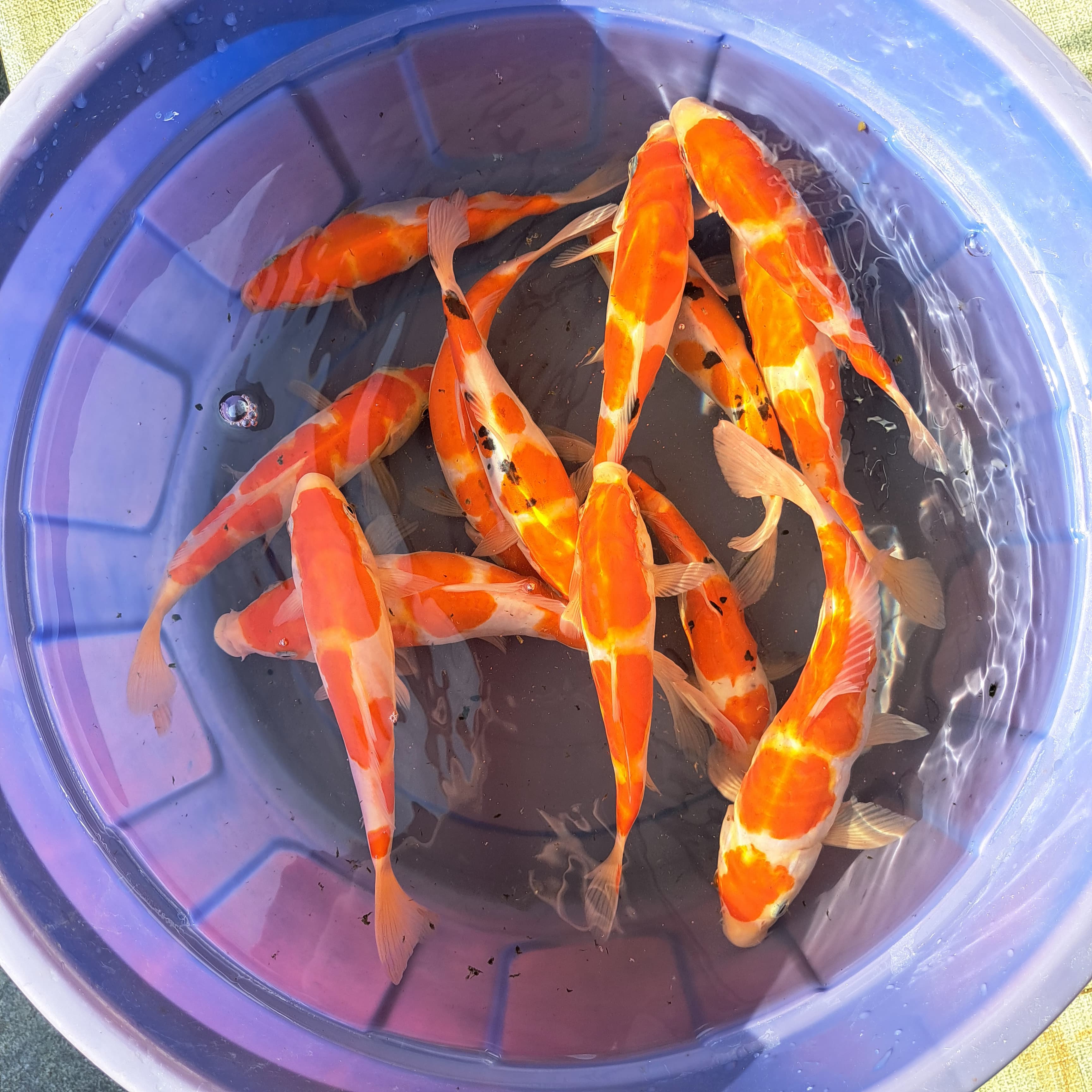 Lelang Koi Online, Jual Beli Ikan Koi, Pusat Jual Beli Koi, Info Lelang Koi Hari Ini, Platform Jual Beli Koi, Jual Beli Ikan Koi Online, Marketplace Ikan Koi, Jual Koi Terbaik, Tempat Beli Koi Berkualitas, Pasar Ikan Koi Online Terpercaya, Penjual Ikan Koi Terpercaya, Beli Koi Hias Online, Ikan Koi untuk Dijual, Koi Kualitas Terbaik, Toko Online Ikan Koi, Koi Hias Untuk Dijual, Jual Beli Ikan Koi Lokal, Koi Indonesia Online, Pusat Jual Beli Koi Terbesar