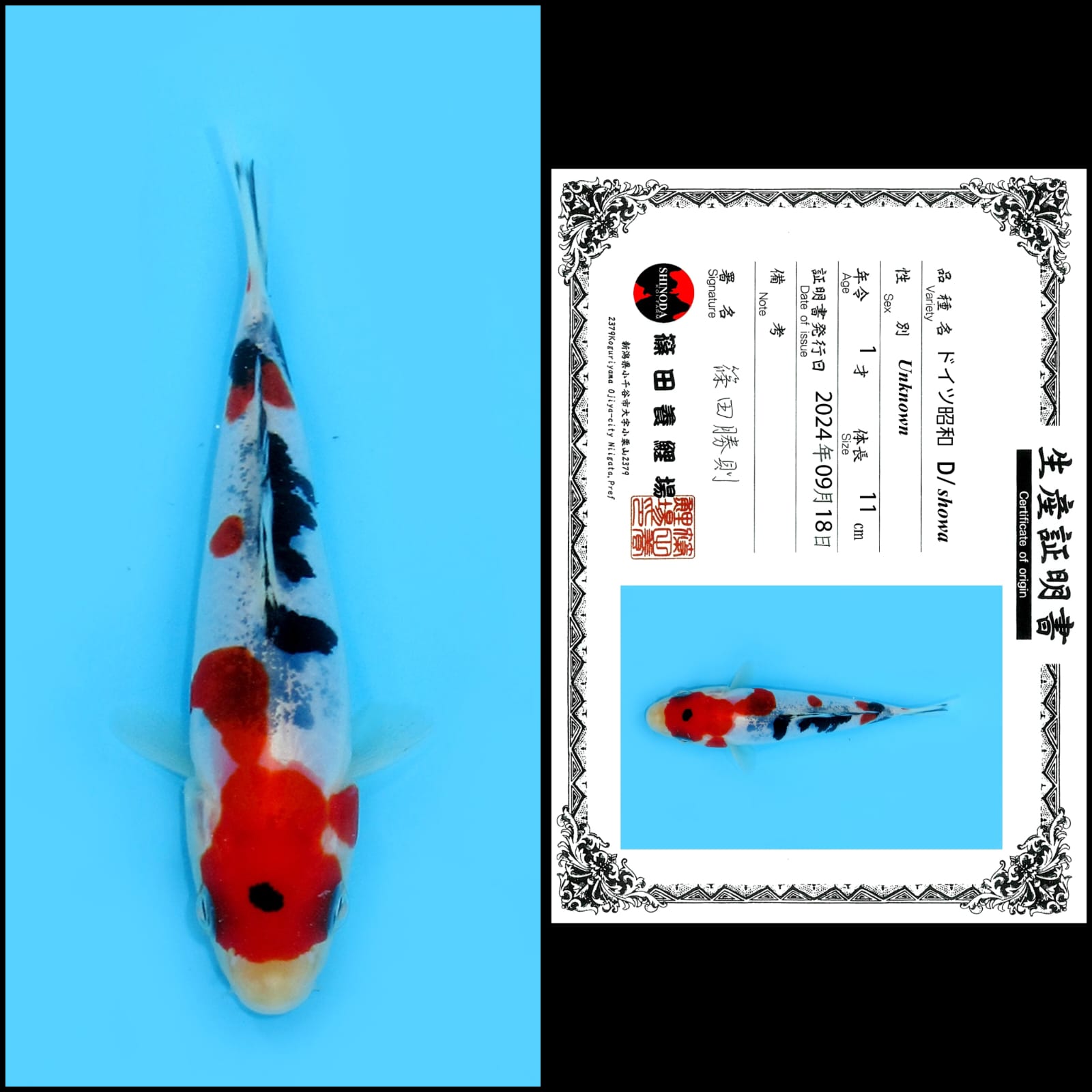 Lelang Koi Online, Jual Beli Ikan Koi, Pusat Jual Beli Koi, Info Lelang Koi Hari Ini, Platform Jual Beli Koi, Jual Beli Ikan Koi Online, Marketplace Ikan Koi, Jual Koi Terbaik, Tempat Beli Koi Berkualitas, Pasar Ikan Koi Online Terpercaya, Penjual Ikan Koi Terpercaya, Beli Koi Hias Online, Ikan Koi untuk Dijual, Koi Kualitas Terbaik, Toko Online Ikan Koi, Koi Hias Untuk Dijual, Jual Beli Ikan Koi Lokal, Koi Indonesia Online, Pusat Jual Beli Koi Terbesar