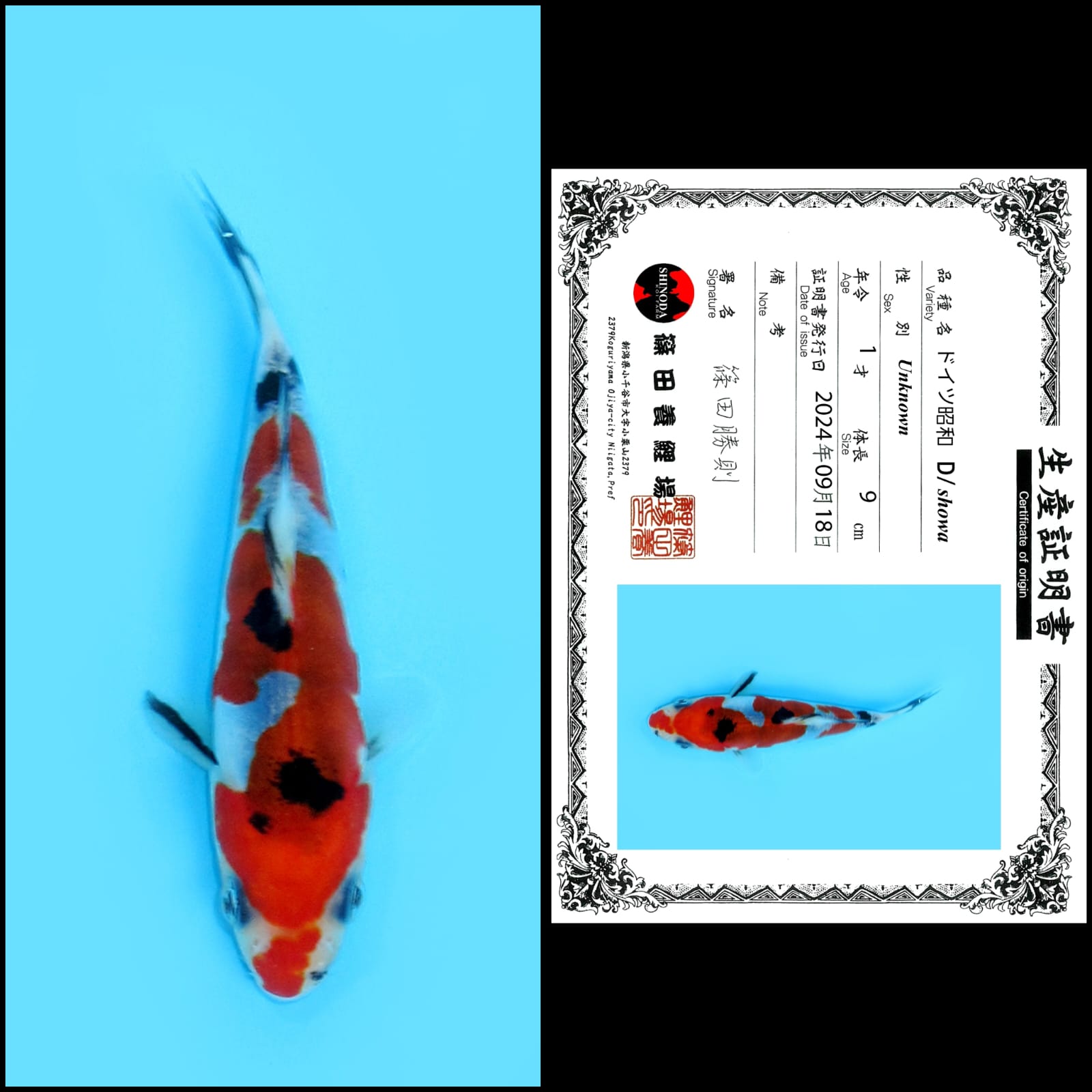 Lelang Koi Online, Jual Beli Ikan Koi, Pusat Jual Beli Koi, Info Lelang Koi Hari Ini, Platform Jual Beli Koi, Jual Beli Ikan Koi Online, Marketplace Ikan Koi, Jual Koi Terbaik, Tempat Beli Koi Berkualitas, Pasar Ikan Koi Online Terpercaya, Penjual Ikan Koi Terpercaya, Beli Koi Hias Online, Ikan Koi untuk Dijual, Koi Kualitas Terbaik, Toko Online Ikan Koi, Koi Hias Untuk Dijual, Jual Beli Ikan Koi Lokal, Koi Indonesia Online, Pusat Jual Beli Koi Terbesar